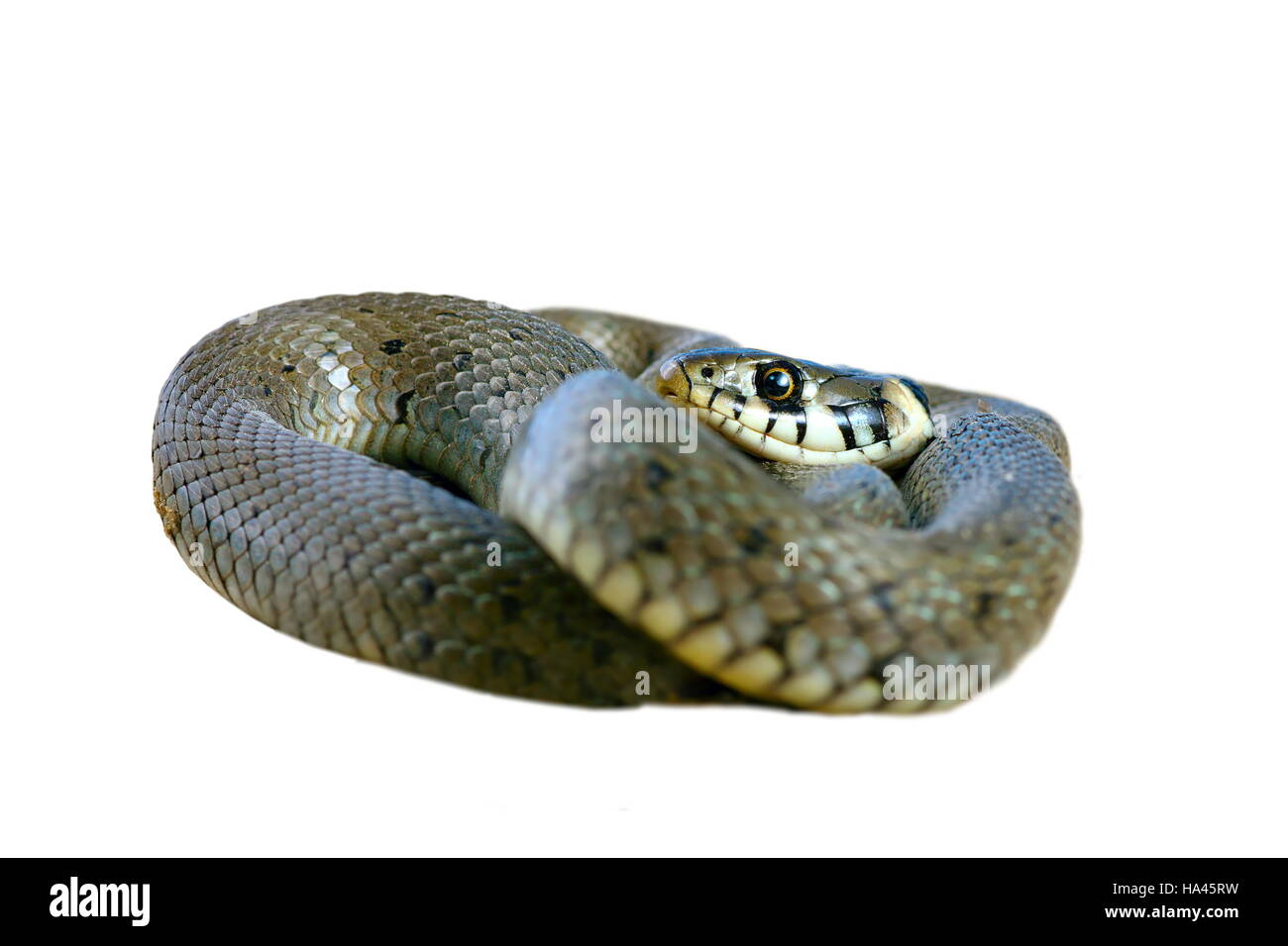 I capretti biscia isolate su sfondo bianco ( Natrix ) Foto Stock