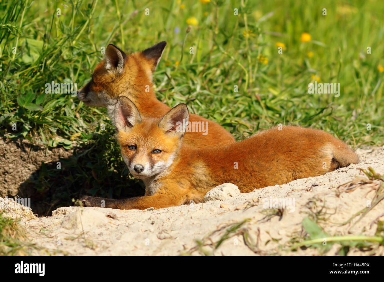 Lazy fox europea cub posa vicino al den ( Vulpes vulpes ), immagine di animali selvatici Foto Stock