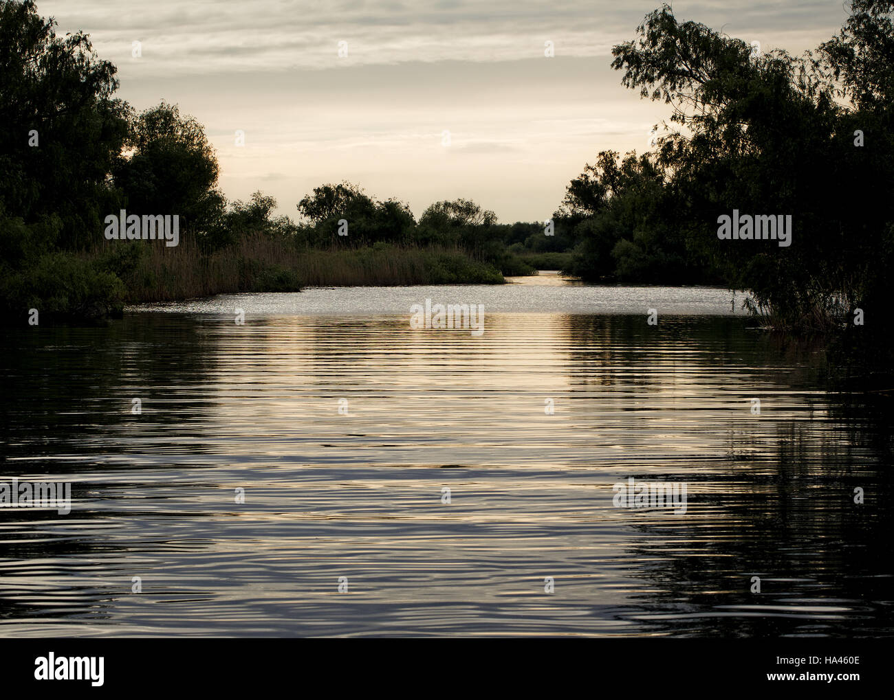 Luce della Sera su uno dei canali nel Delta del Danubio, Romania. Foto Stock