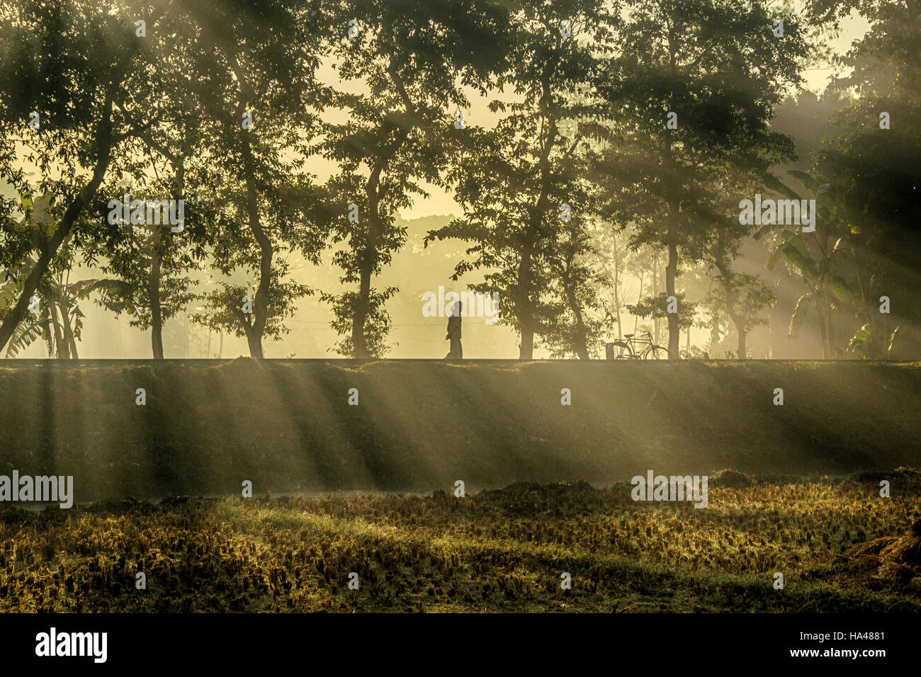 Inverno mattina, Bangladesh Foto Stock