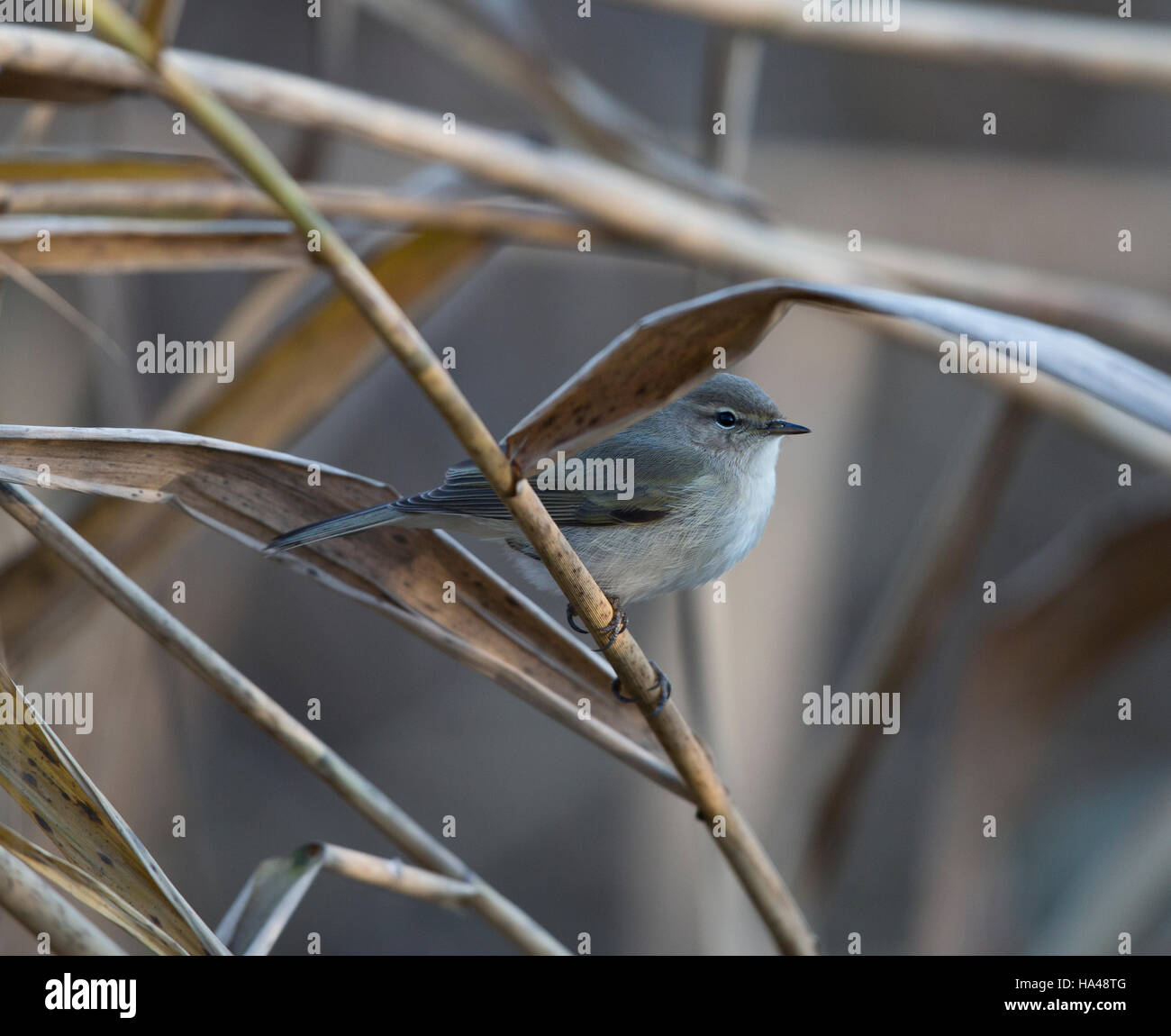 Siberian Chiffchaff, Phylloscopus collybita tristis, a Welshpool, Wales, Regno Unito 2016 Foto Stock