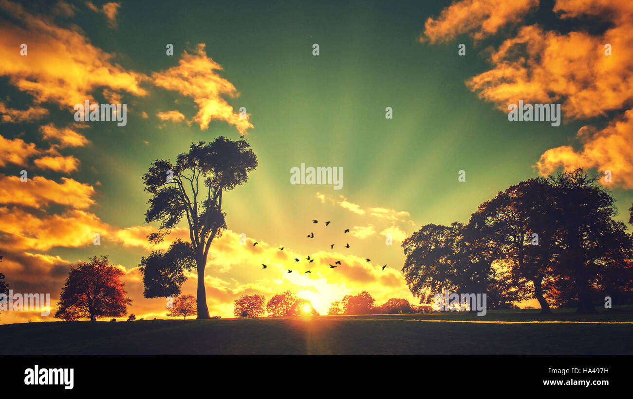 Tramonto panoramico paesaggio con alberi e uccelli in volo Foto Stock