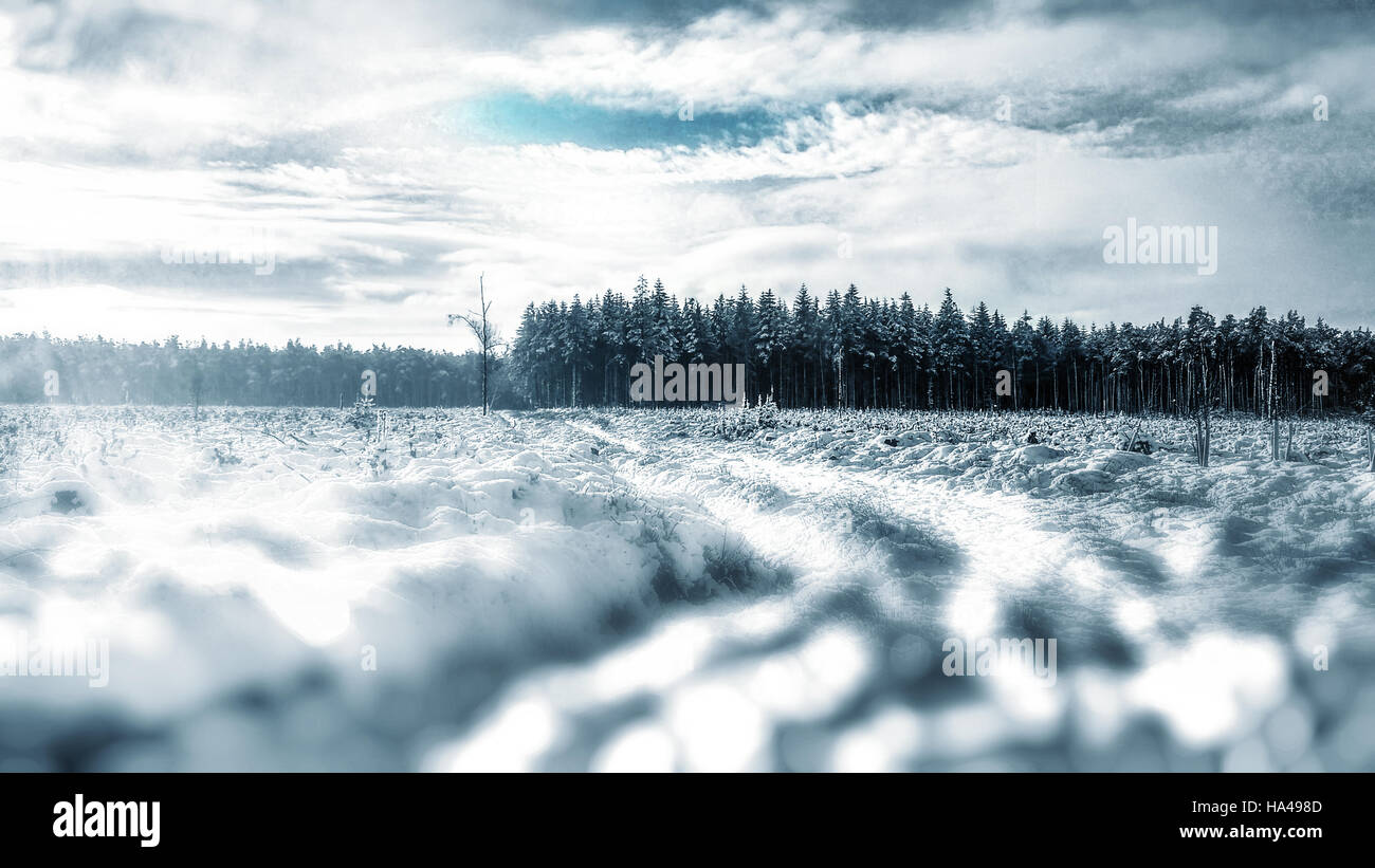 Incredibile paesaggio invernale nella foresta Foto Stock