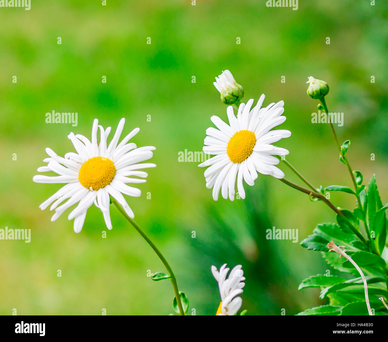 Montauk daisy, un fiore locale Foto Stock