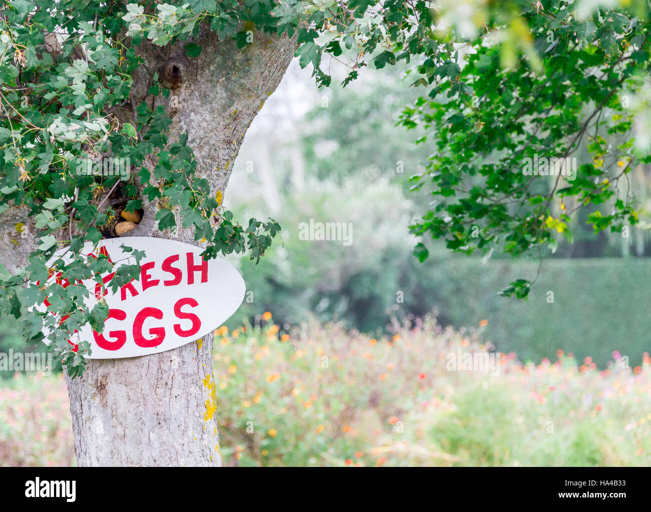 Dipinto a mano segno pubblicità uova fresche per la vendita, attaccato ad un vecchio albero Foto Stock