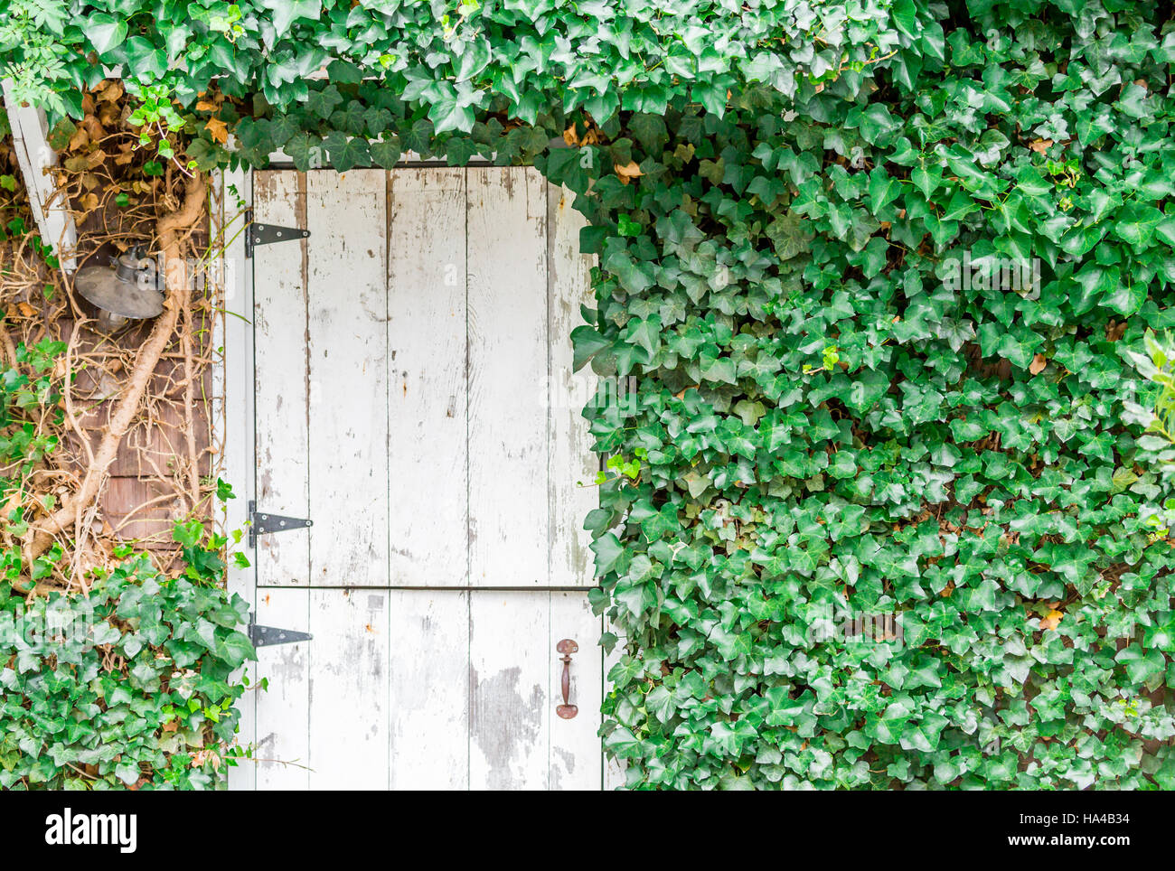 Piccolo incernierato bianco porta Olandese / porta stabile / mezza porta in una coperta di edera parete Foto Stock