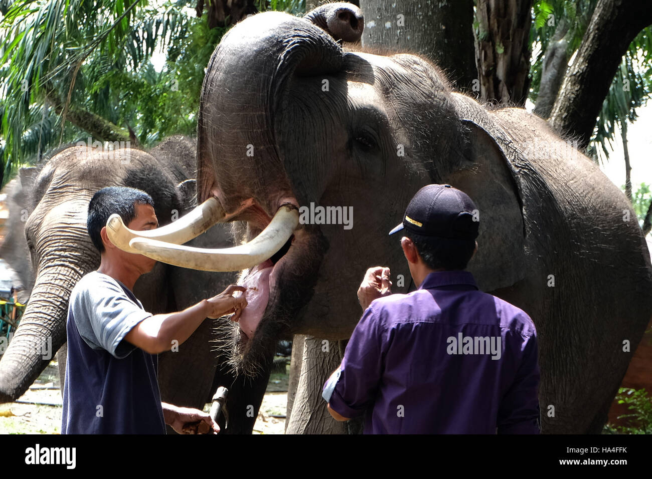 Novembre 27, 2016 - Pekanbaru, Riau, Indonesia - PEKANBARU, RIAU, INDONESIA Novembre 27, 2016: questo elefante chiamato Budi dal Centro Addestramento Elefanti nel Minas, Riau, Indonesia. Centro Addestramento Elefanti è di proteggere il habitat minacciati da elefanti di Sumatra. Elefante di Sumatra (Elephas maximus Sumatrensis) comprende attualmente in via di estinzione nell'elenco pubblicato da World Conservation Society. Questo è stato causato dal disboscamento illegale, il ritiro e la frammentazione degli habitat e l omicidio del conflitto e la caccia di frodo per prendere l'avorio. (Credito Immagine: © Dedy Sutisna via ZUMA filo) Foto Stock