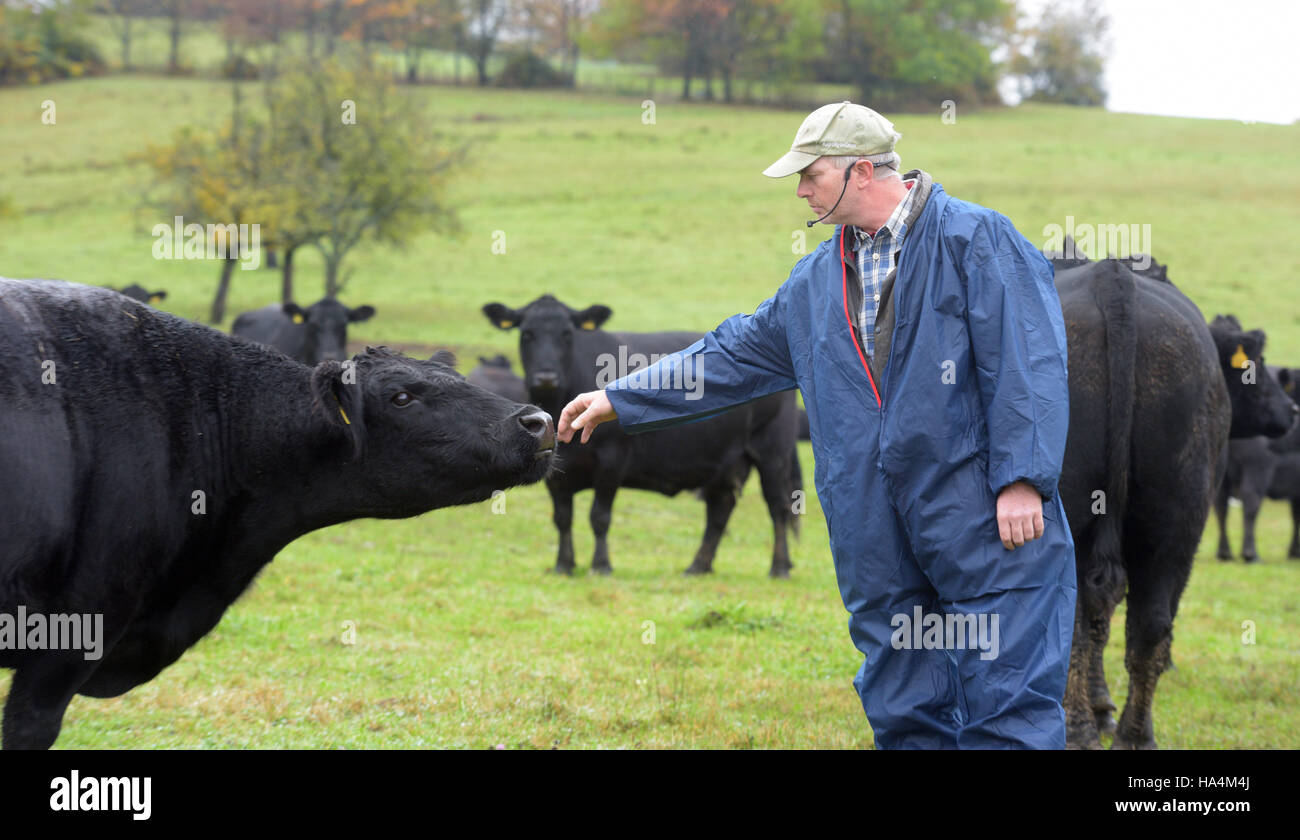 Jungingen, Germania. 25 ott 2016. Philipp Wenz consente volentieri un bestiame sniff presso le sue dita in Jungingen, Germania, 25 ottobre 2016. © dpa/Alamy Live News Foto Stock