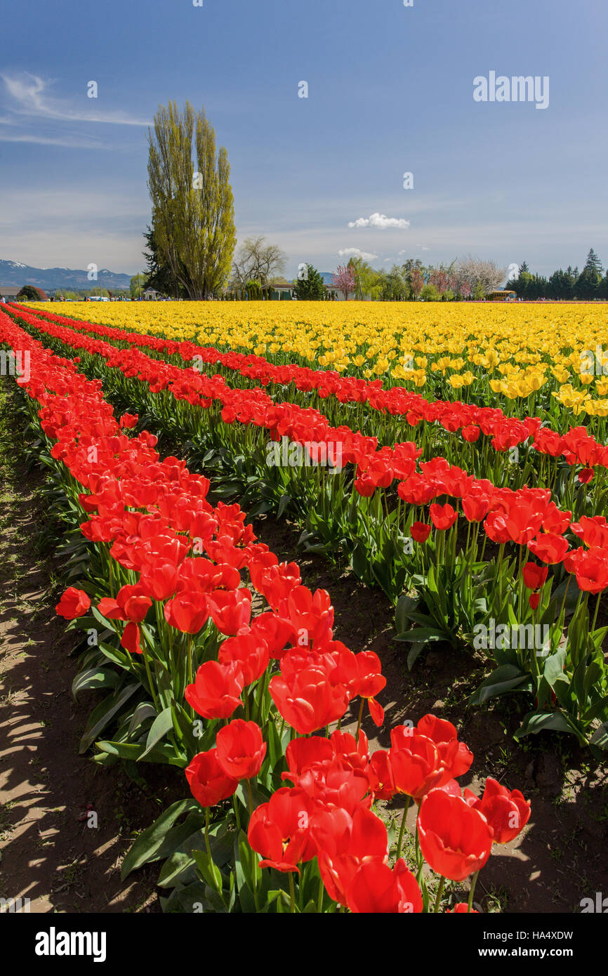 Tulip garden a Roozengaarde in Mount Vernon, Washington, Stati Uniti d'America Foto Stock