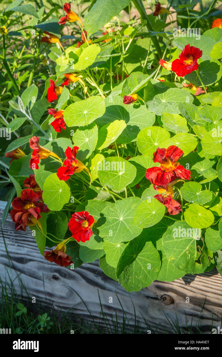 Red nasturtiums il crescendo in un letto rialzato giardino nella valle di acero, Washington, Stati Uniti d'America Foto Stock