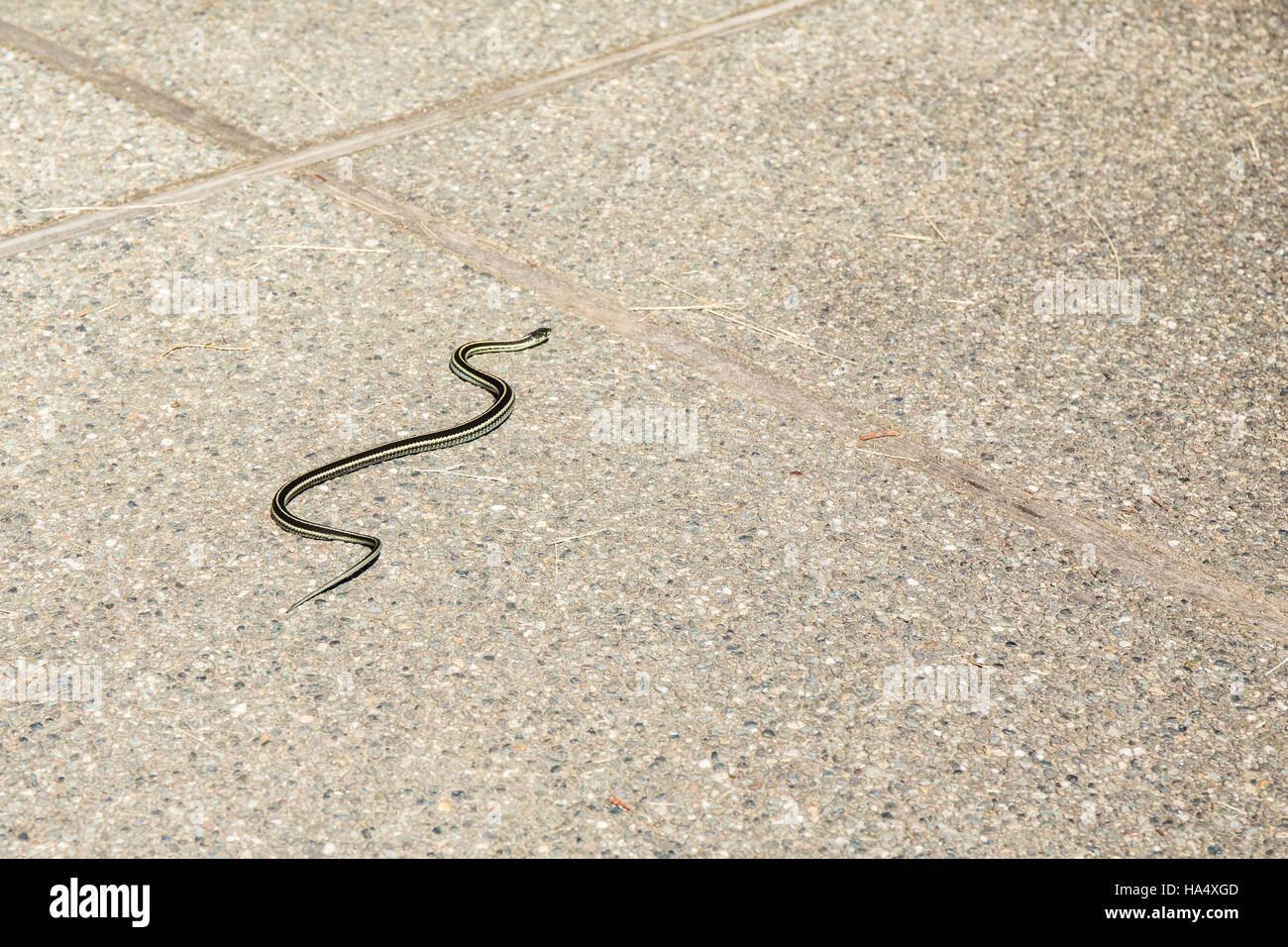 Common garter snake strisciando attraverso un vialetto di cemento nella valle di acero, Washington, Stati Uniti d'America Foto Stock