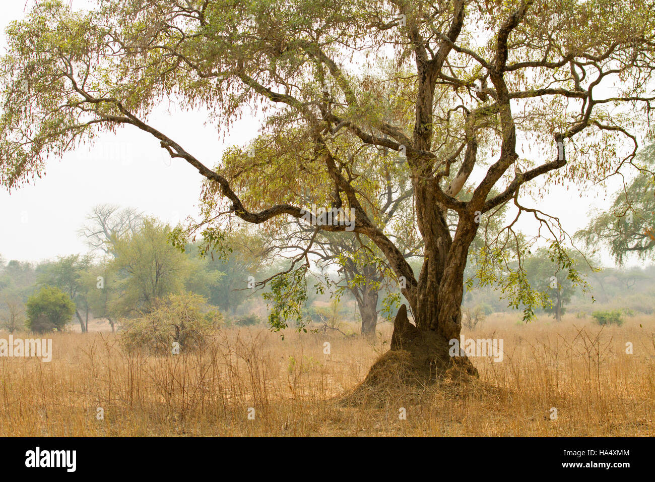 Acacia albero che cresce in un tumulo termite nel Parco Nazionale del Lower Zambesi, Zambia, Africa Foto Stock