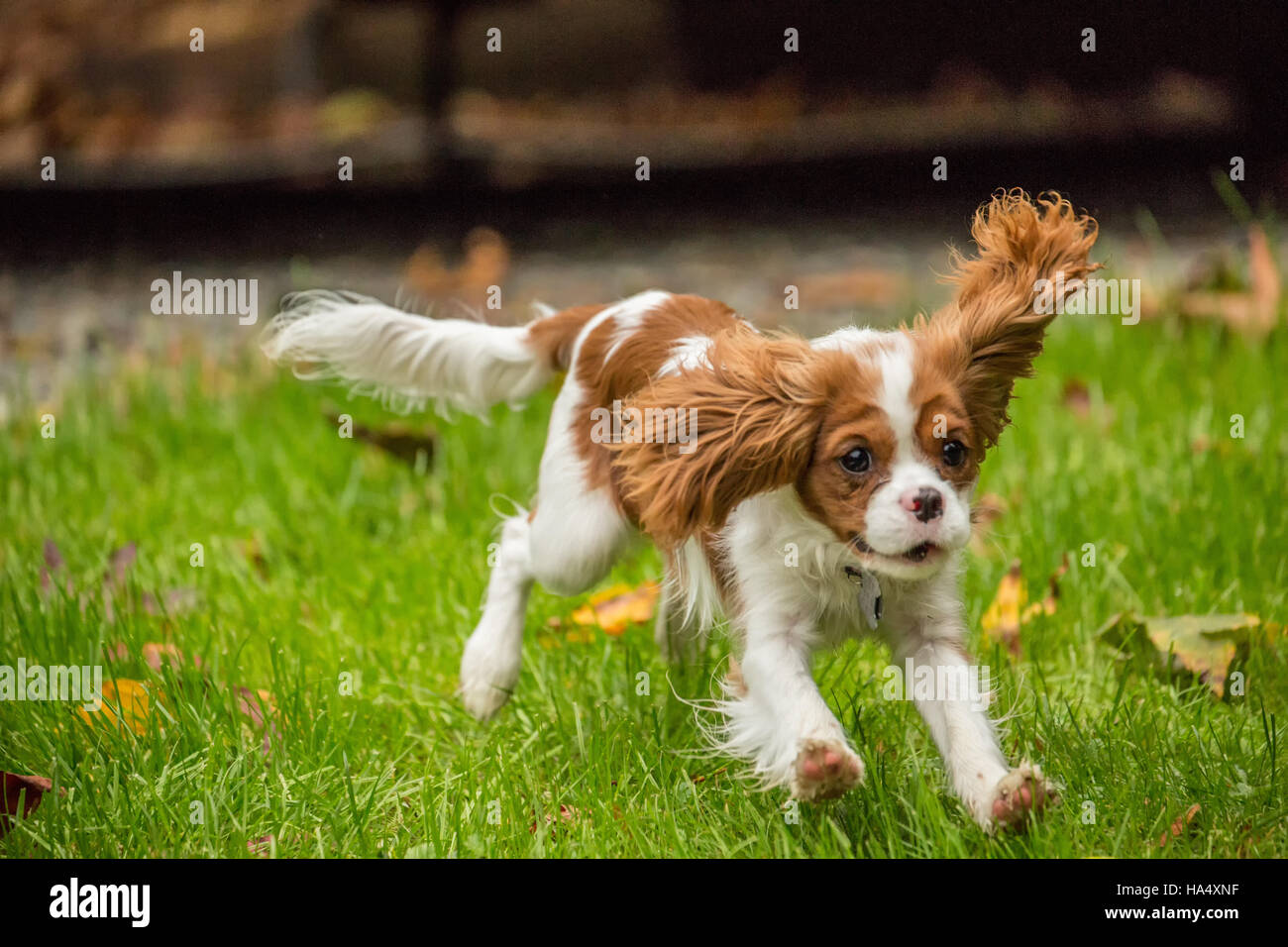 Sei mesi Cavalier King Charles Spaniel cucciolo in esecuzione fuori in una giornata autunnale in Issaquah, Washington, Stati Uniti d'America Foto Stock