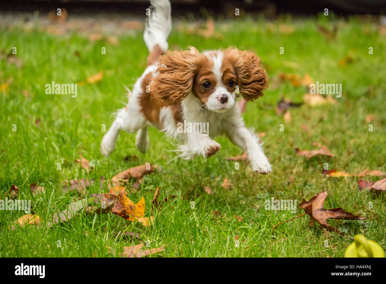 Sei mesi Cavalier King Charles Spaniel cucciolo in esecuzione fuori in una giornata autunnale in Issaquah, Washington, Stati Uniti d'America Foto Stock
