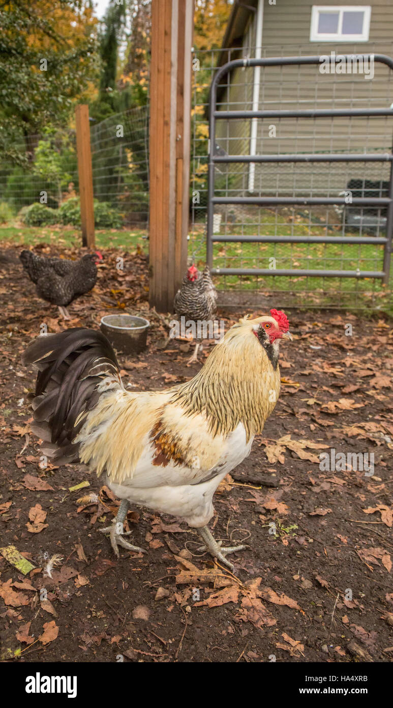 Free-ranging Americauna rooster in primo piano, e Dominique e bloccate Plymouth Rock galline in background in Issaquah, Washington, Stati Uniti d'America Foto Stock