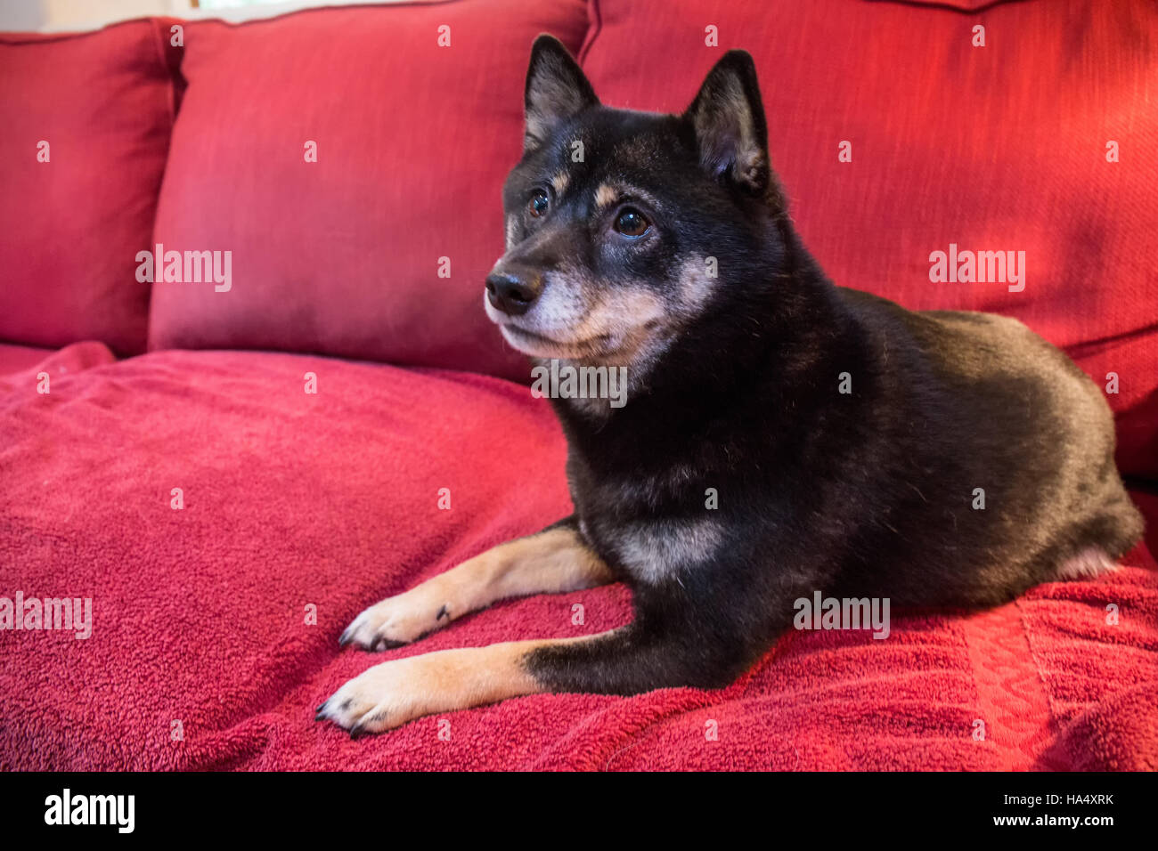 Tre anni di Shiba Inu cane, Kimi, appoggiata su un divano in Issaquah, Washington, Stati Uniti d'America. Foto Stock
