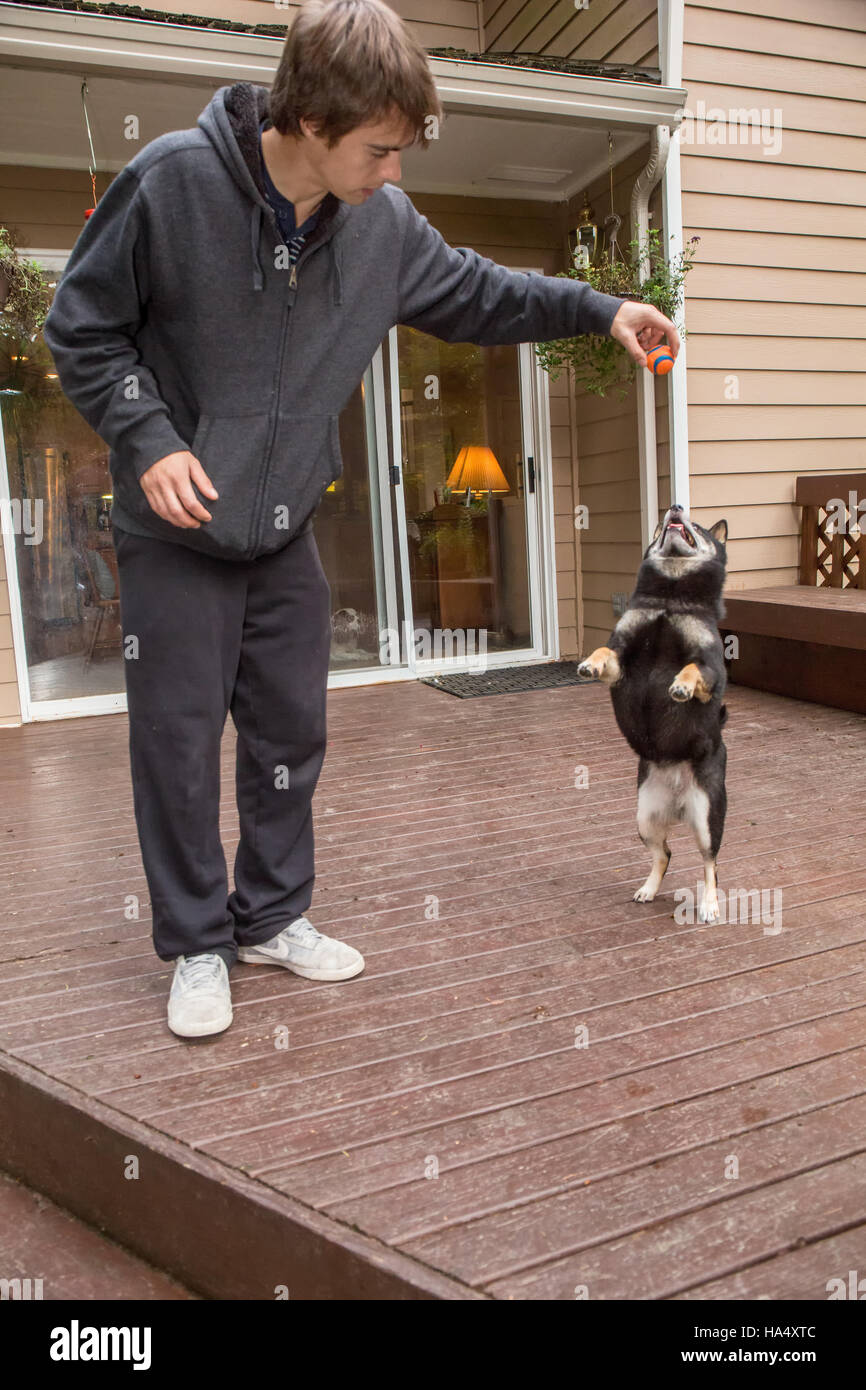 Tre anni di Shiba Inu cane, Kimi, bilanciamento sulle zampe posteriori su un ponte di legno in Issaquah, Washington, Stati Uniti d'America. Foto Stock