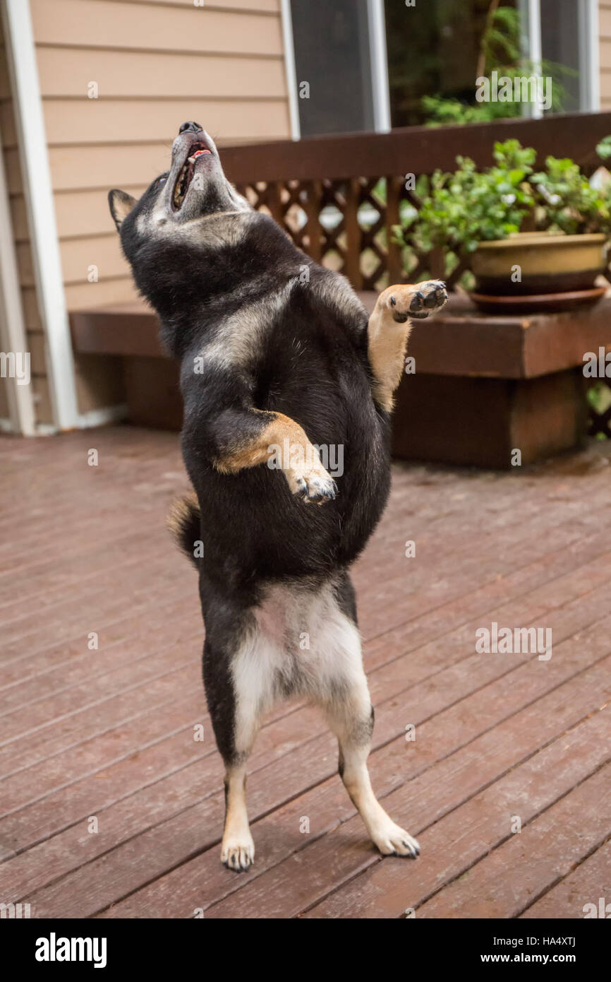 Tre anni di Shiba Inu cane, Kimi, bilanciamento sulle zampe posteriori su un ponte di legno in Issaquah, Washington, Stati Uniti d'America. Foto Stock