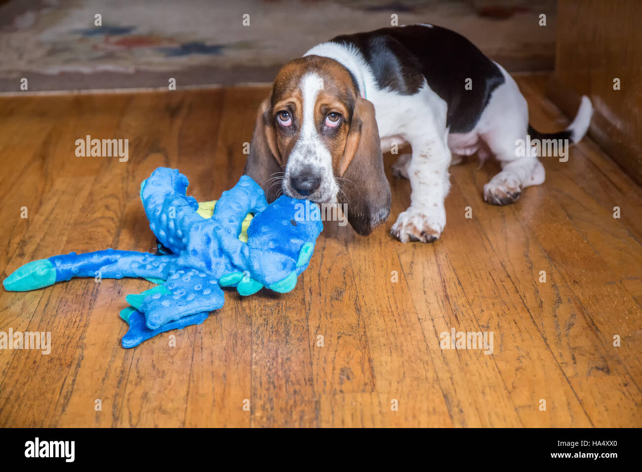 Tre mesi cucciolo Basset 'Emma Mae' con il suo drago farcite giocattolo in Valle d'acero, Washington, Stati Uniti d'America Foto Stock