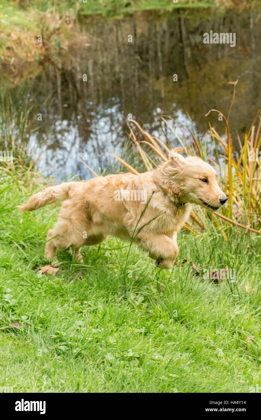 Di quattro mesi il Golden Retriever cucciolo 'Sophie' giocando con il suo laghetto di fattoria, Issaquah, Washington, Stati Uniti d'America Foto Stock