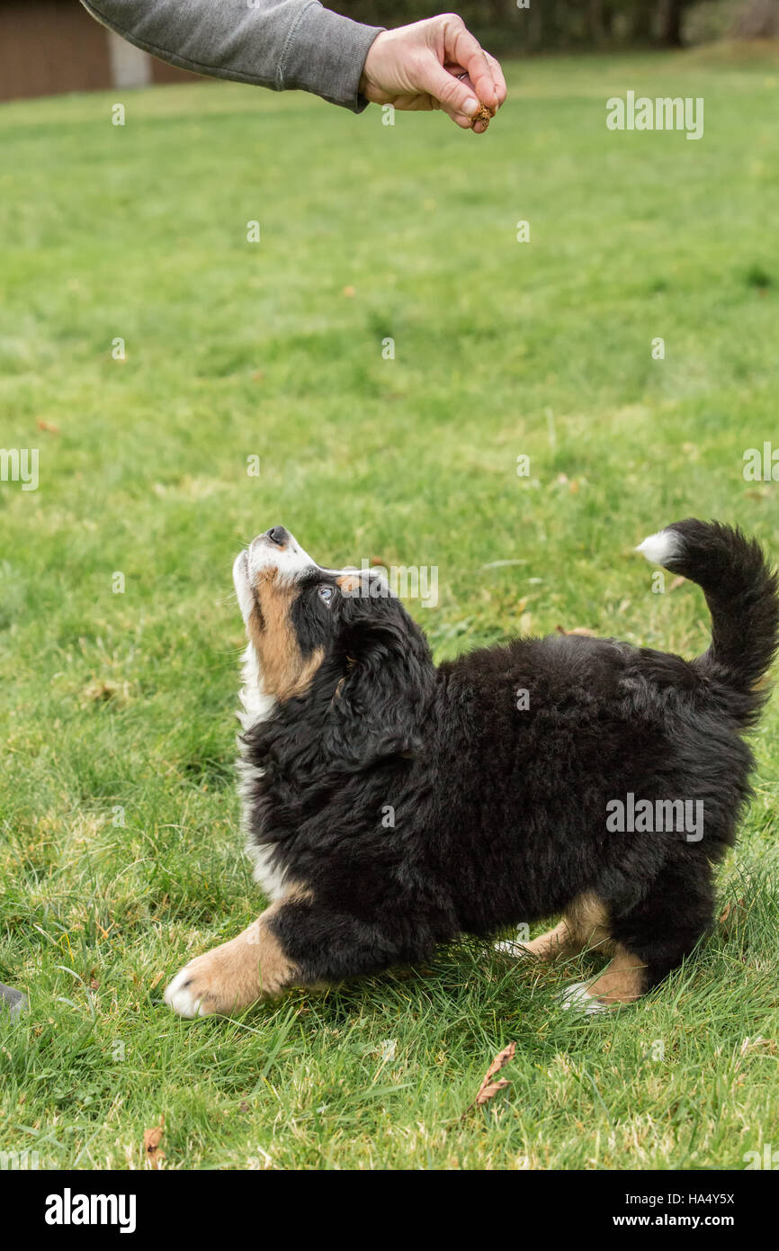 Dieci settimane vecchio Bernese cucciolo di montagna, Winston, che viene insegnata a saltare fino a ottenere un trattamento in North Bend, Washington, Stati Uniti d'America Foto Stock