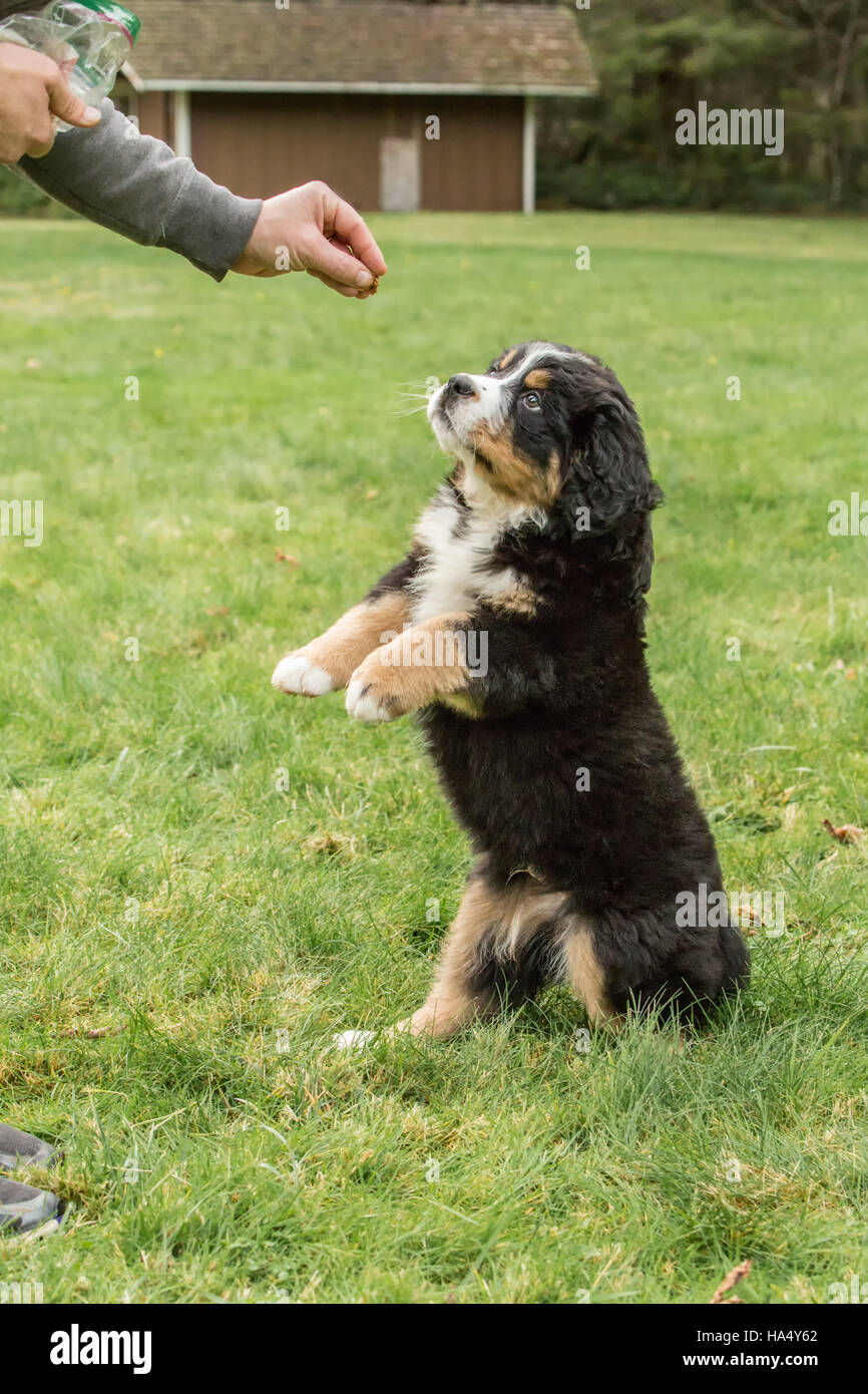 Dieci settimane vecchio Bernese cucciolo di montagna, Winston, essere ricompensati con un trattamento in North Bend, Washington, Stati Uniti d'America Foto Stock