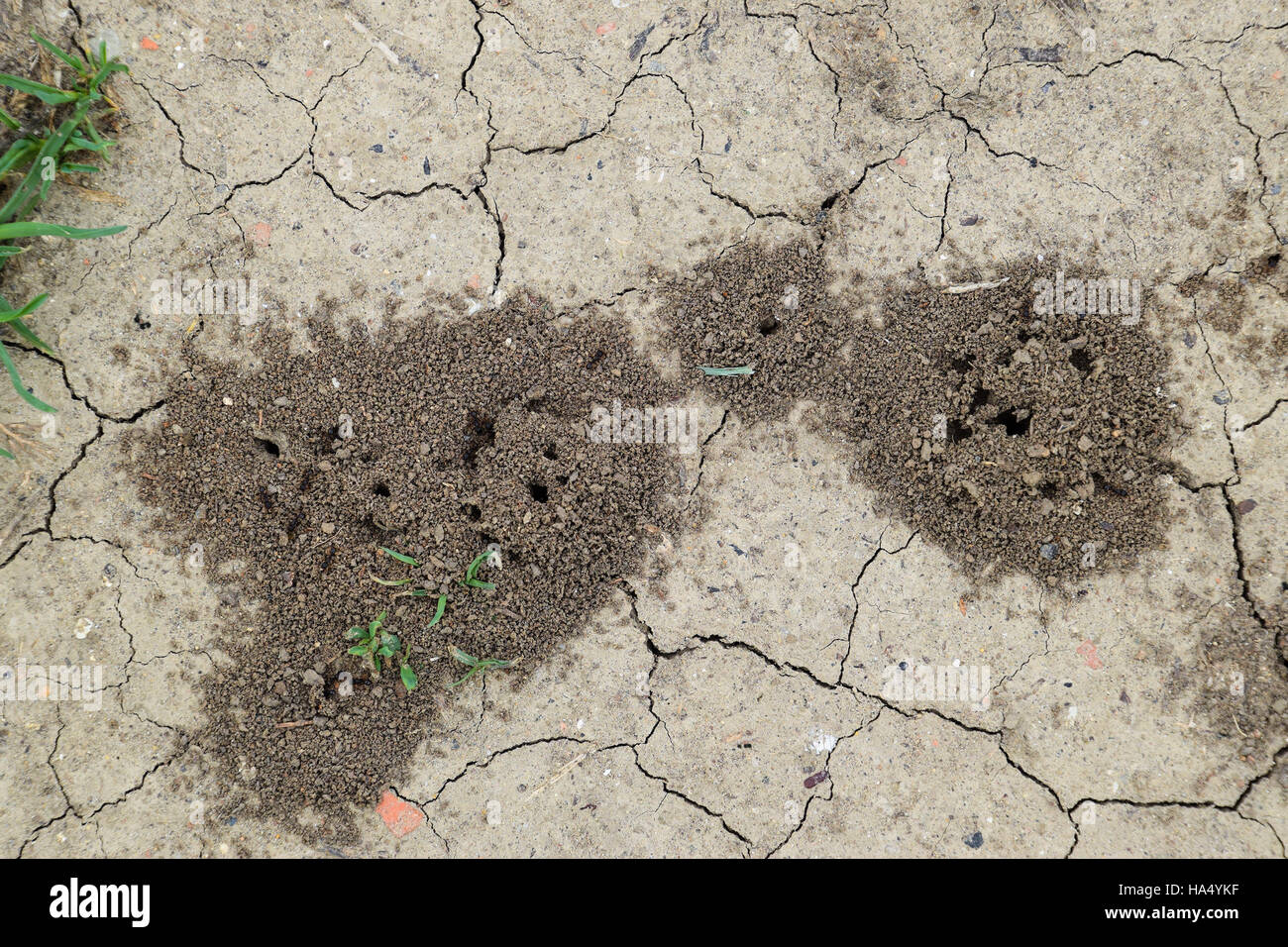 Cumuli di terra sopra l'ingresso del nido di vespe di scavo. Colonia di  terracotta vespe Foto stock - Alamy