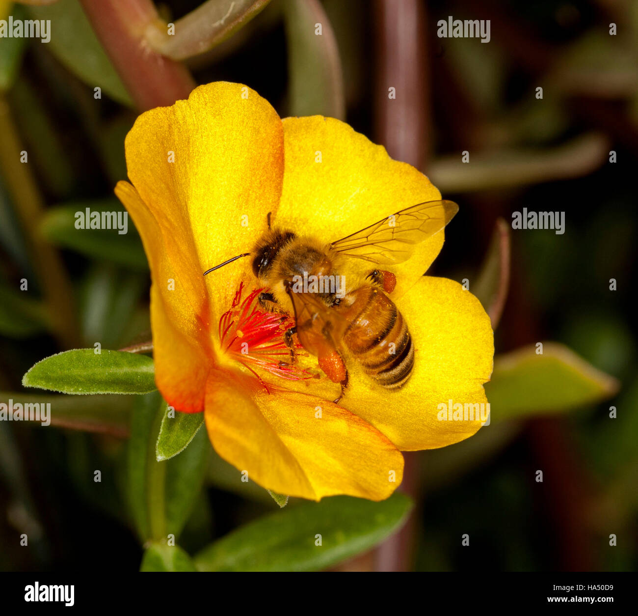 Bee per raccogliere il polline e di impollinazione giallo vivace portulaca fiore con foglie verdi su sfondo scuro Foto Stock