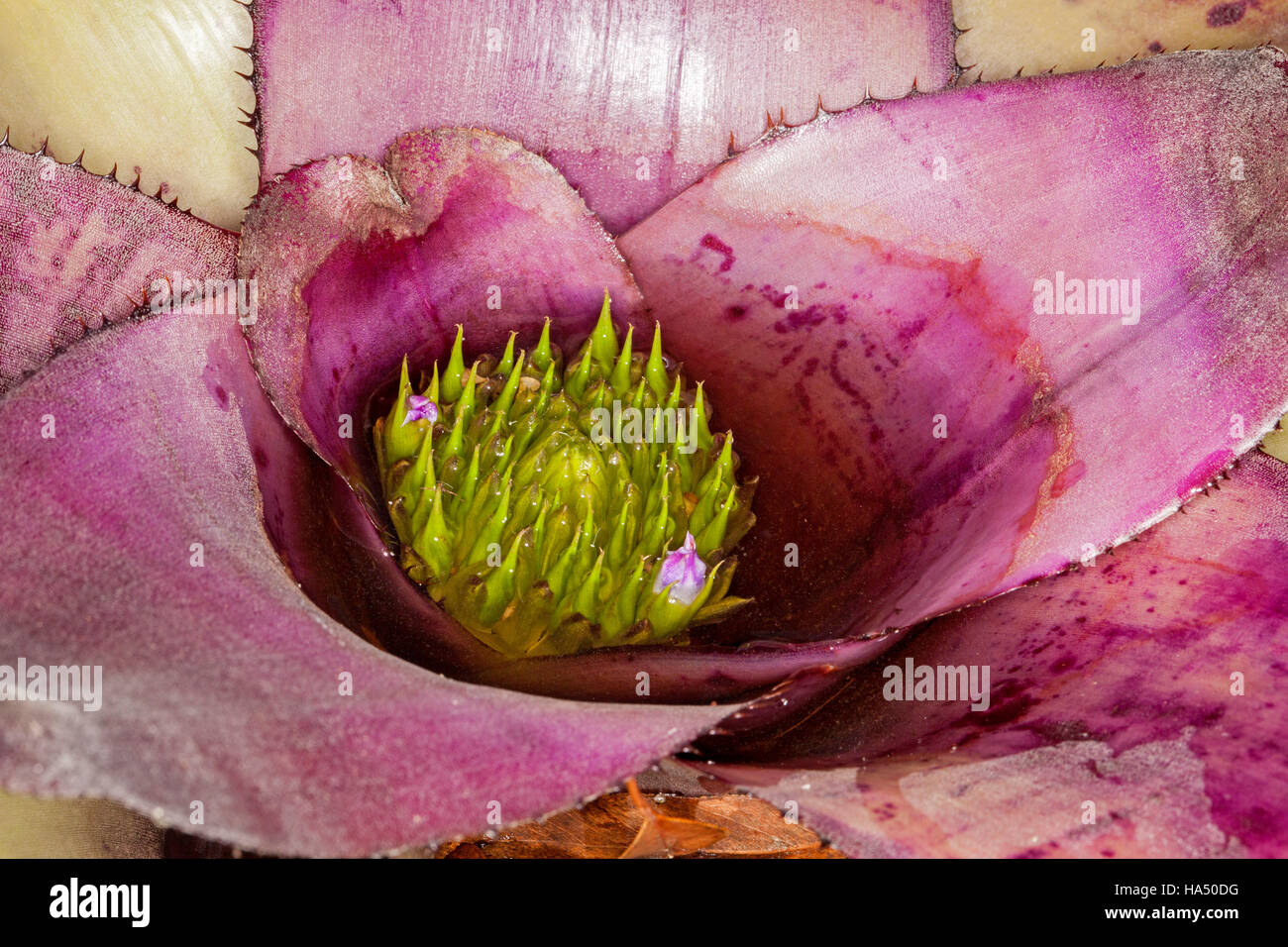 Grandi Neoregelia bromeliad con vivaci viola foglie spinose e gemme di verde e fiori malva sommerso in acqua nel centro di impianto Foto Stock