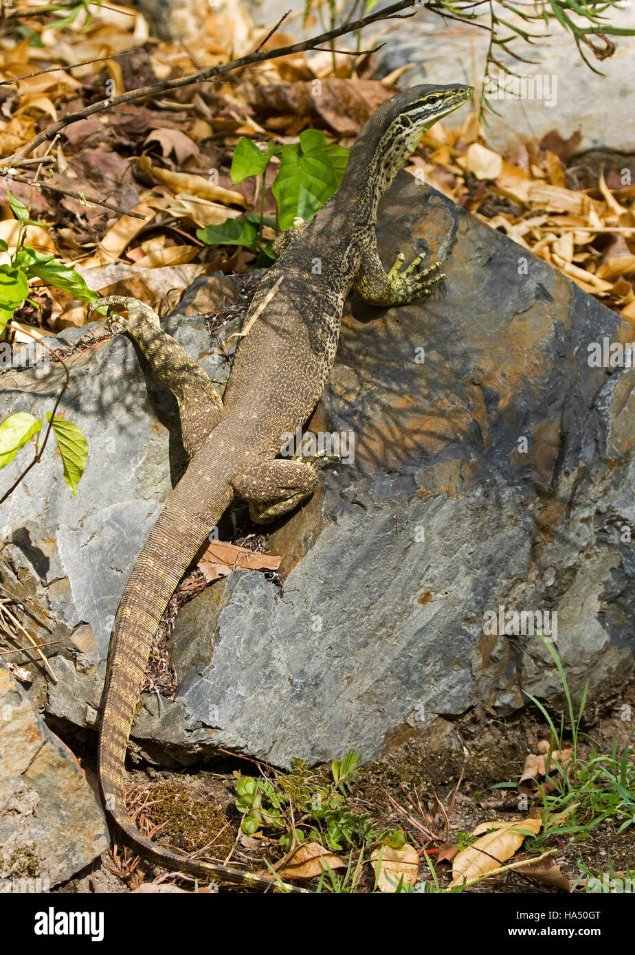 Australian lace monitor lizard, goanna, Varanus varius nel selvaggio su rocce grigie nel giardino di casa Foto Stock