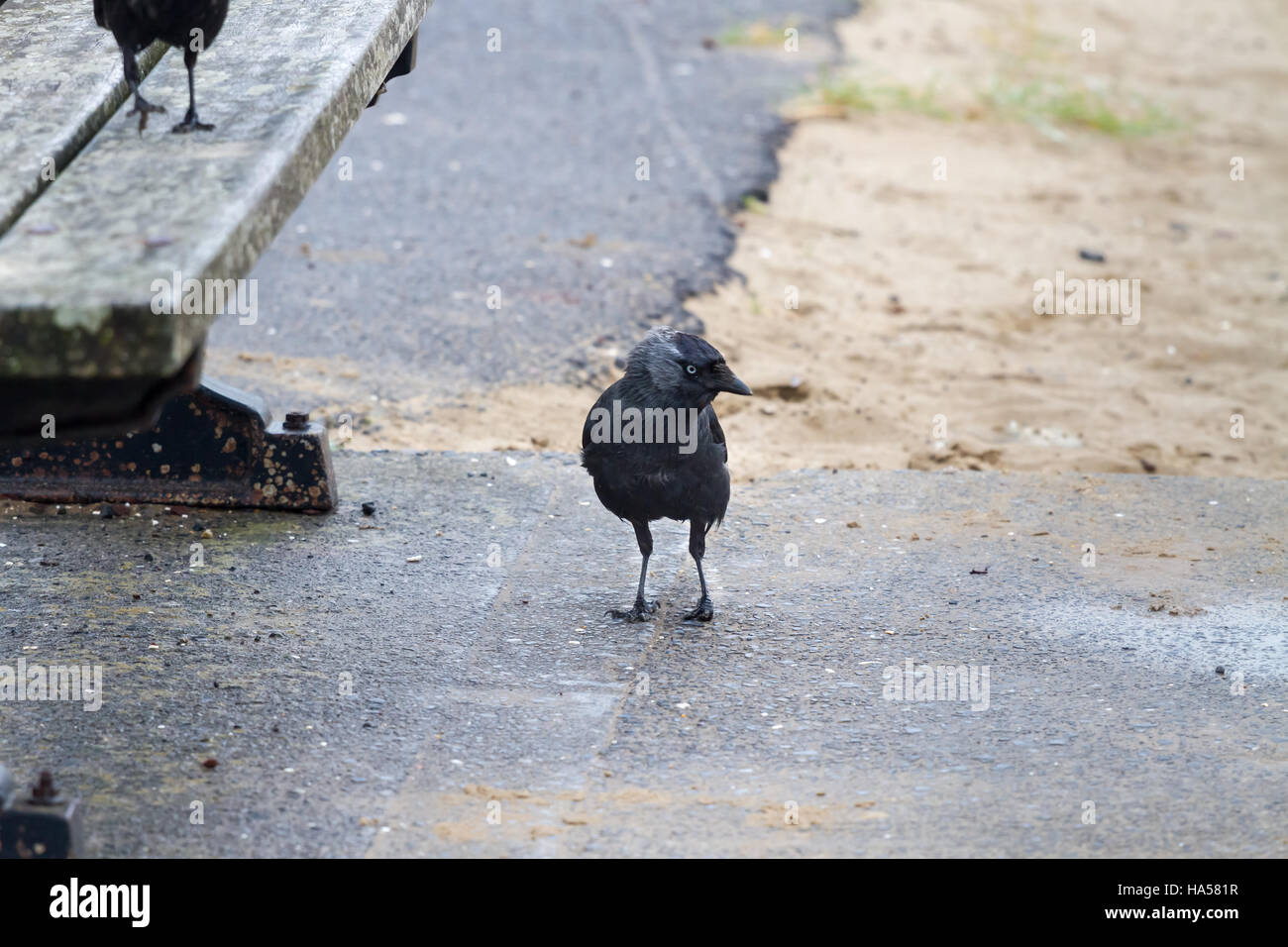 La cornacchia nera (Corvus monedula) Il peering intorno Foto Stock