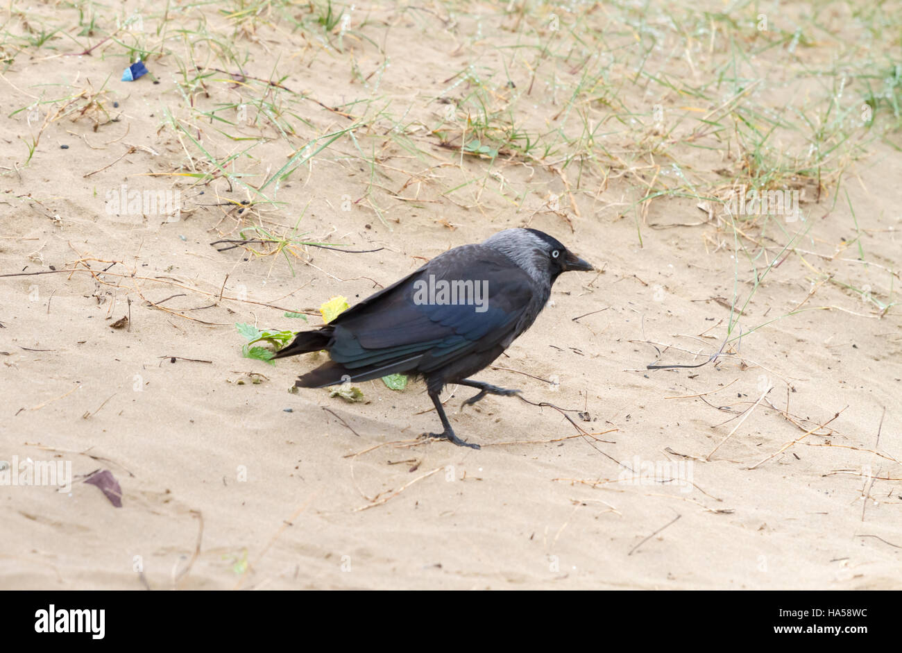 La cornacchia nera (Corvus monedula) passeggiate sulla sabbia Foto Stock