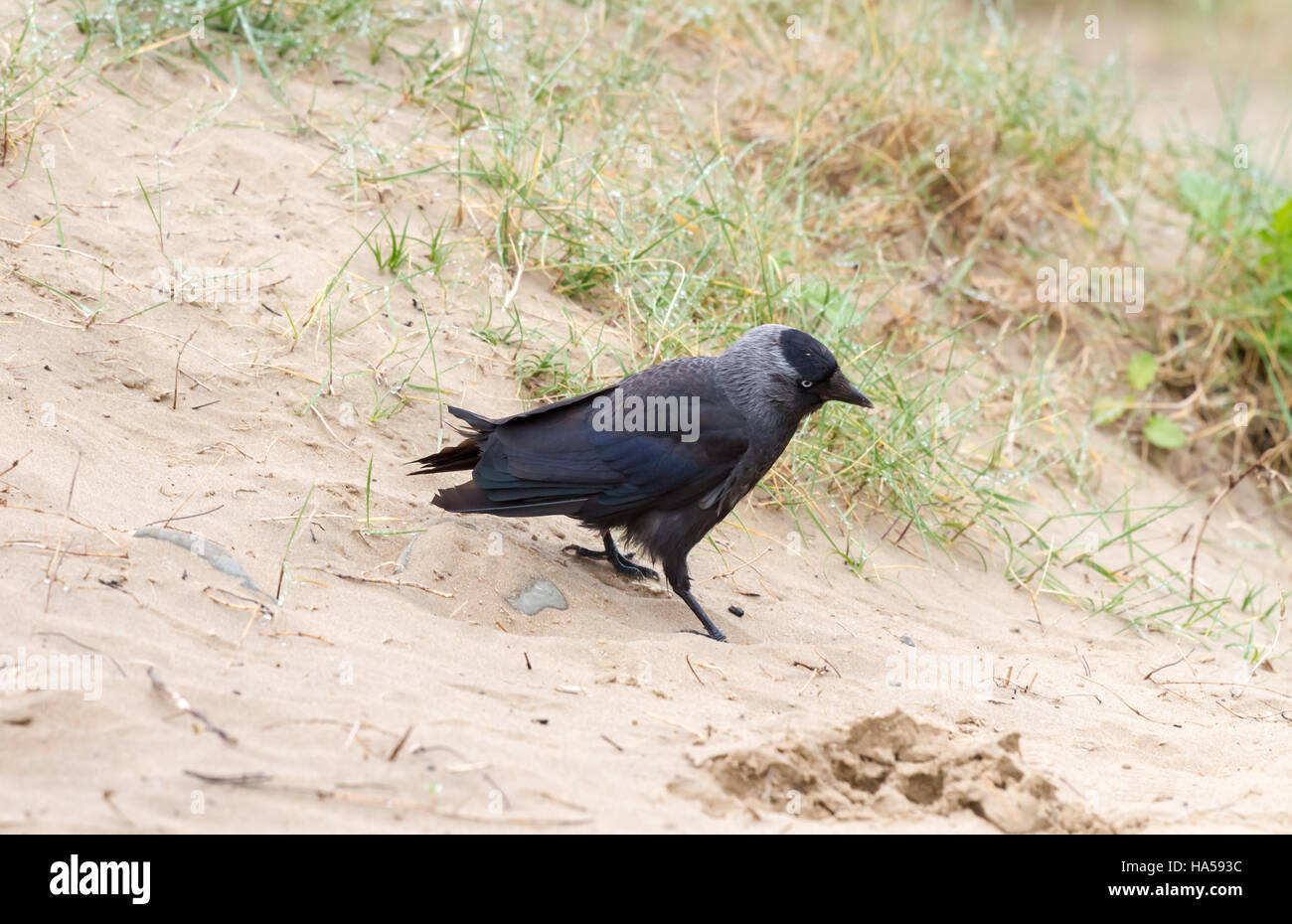 La cornacchia nera (Corvus monedula) passeggiate sulla sabbia Foto Stock