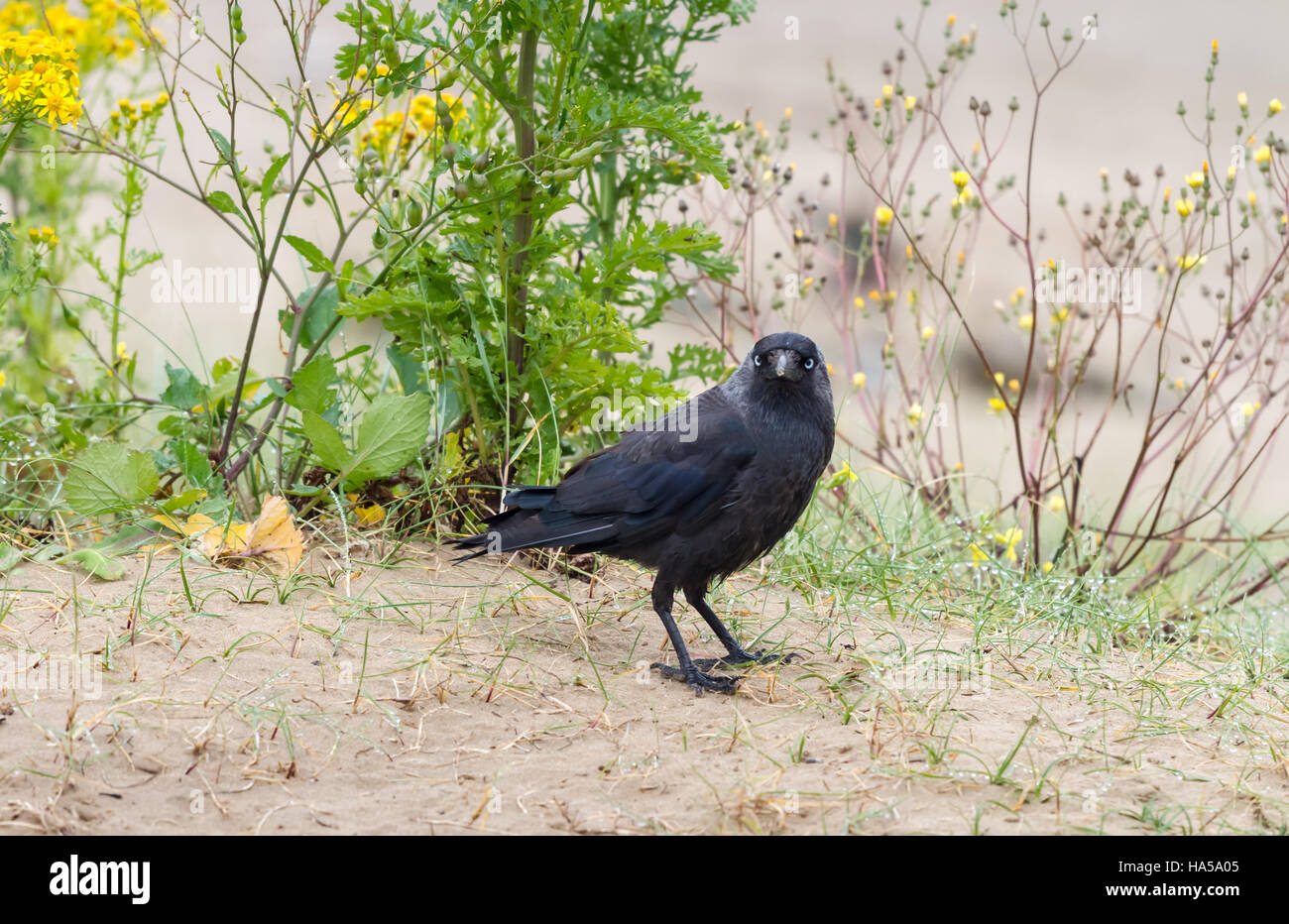 La cornacchia nera (Corvus monedula) Il peering intorno Foto Stock