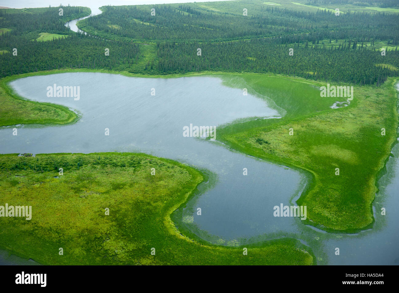 Le zone umide lungo il fiume Kobuk in Alaska sono ecosistemi vitali che supportano diverse specie di flora e fauna selvatiche. Queste zone umide svolgono un ruolo importante nella filtrazione dell'acqua, nella fornitura di habitat e nell'equilibrio ecologico nella regione. Foto Stock