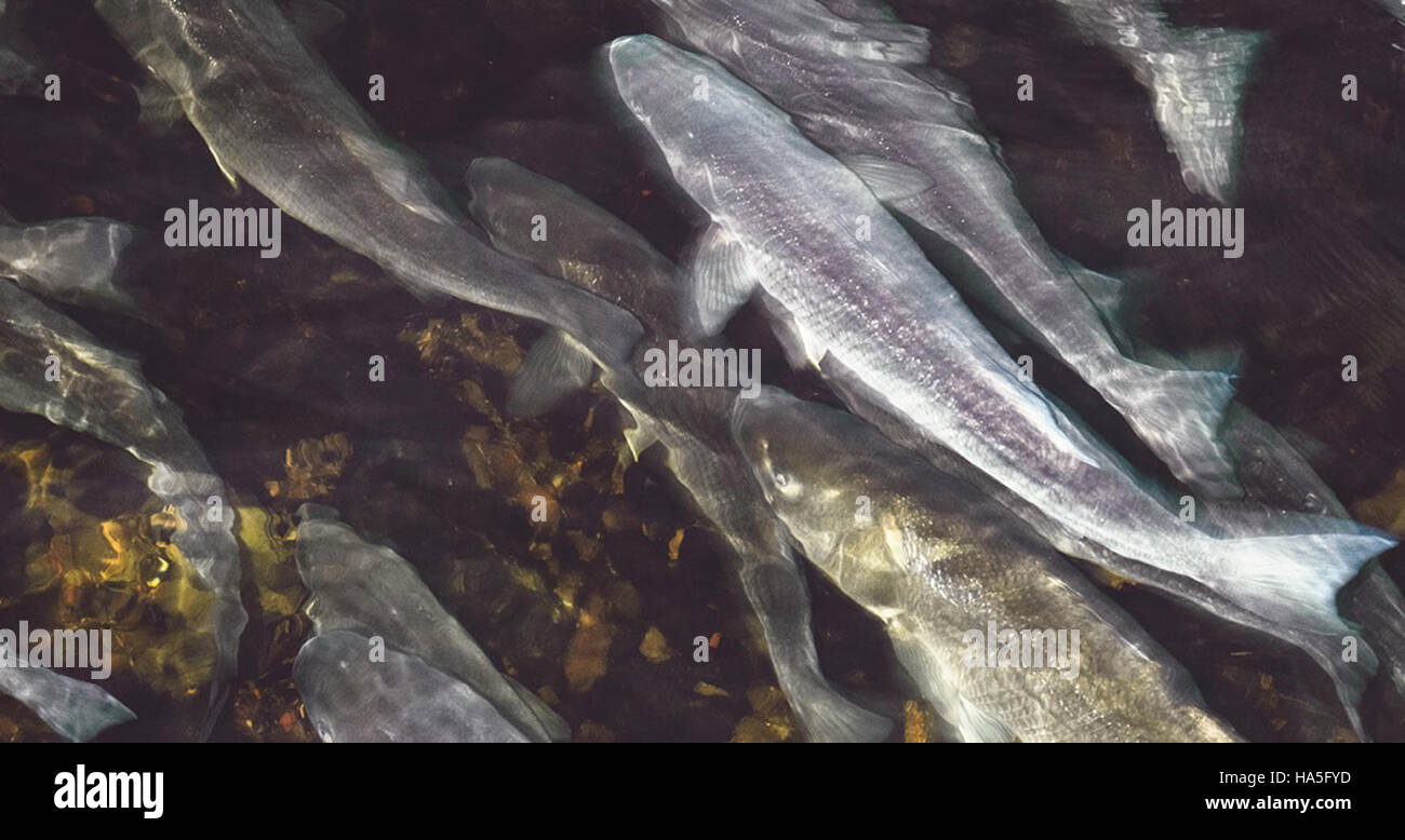 Questa immagine mostra il catalogo del Dipartimento dell'energia, che aiuta gli sviluppatori a selezionare i migliori siti di test per i progetti energetici. Il programma aiuta a combinare la ricerca energetica con ambienti adatti per test e sviluppo. Foto Stock