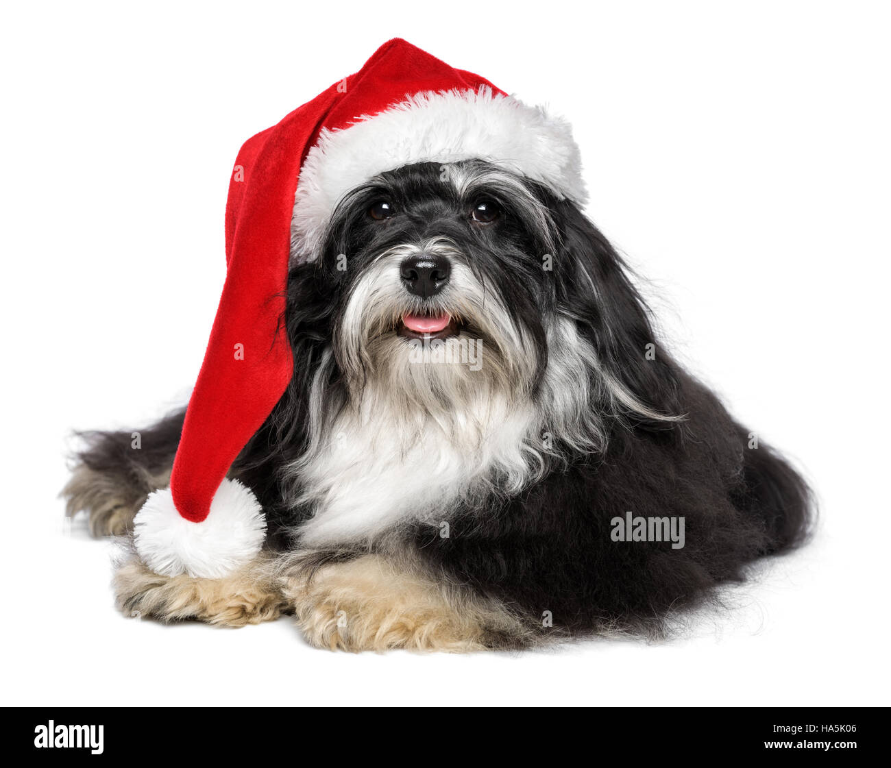 Bella felice giacente Bichon Havanese cane in un Natale - Santa hat e con la barba bianca Foto Stock