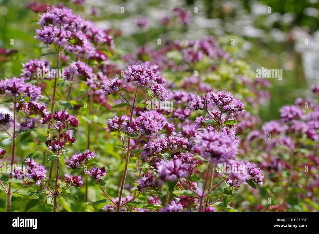 Origano, Eine beliebte Gewürzpflanze - origano, un popolare spice pianta che fiorisce in estate Foto Stock