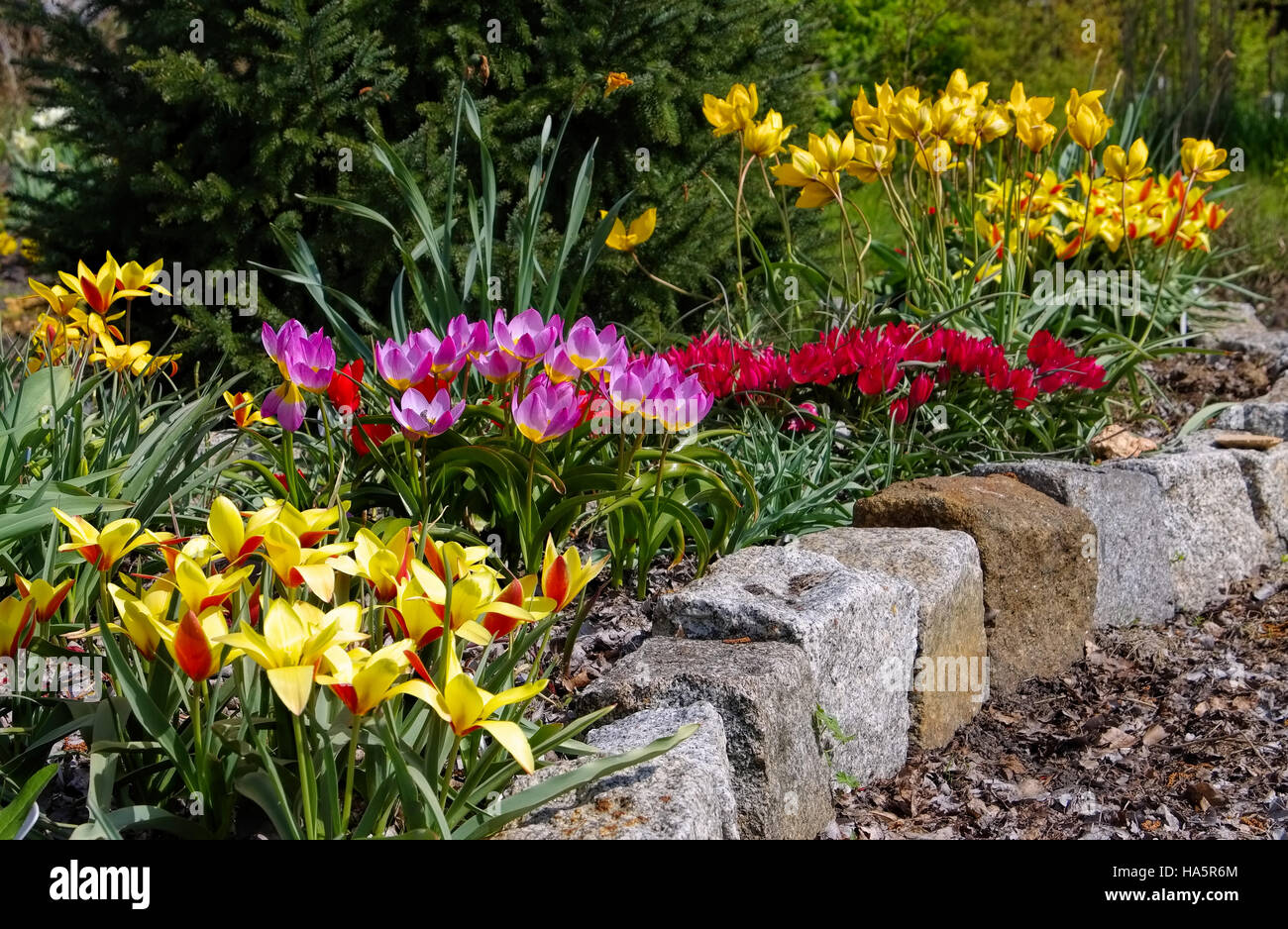 Wildtulpenbeet im Frühling - aiuola selvaggio con i tulipani in primavera Foto Stock