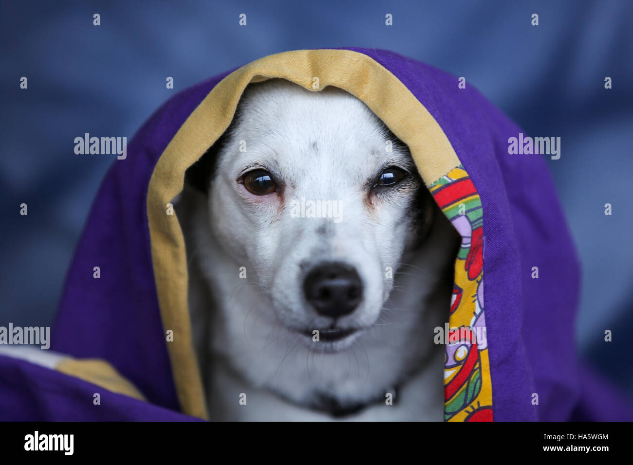 Ritratto di un simpatico Jack Russel cane sotto una coperta Foto Stock