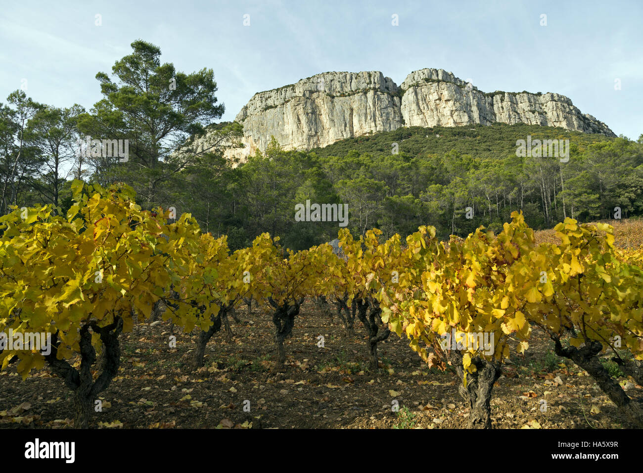Vigneto in autunno, Domaine de l'Hortus, Languedoc-Roussillon, Francia Foto Stock