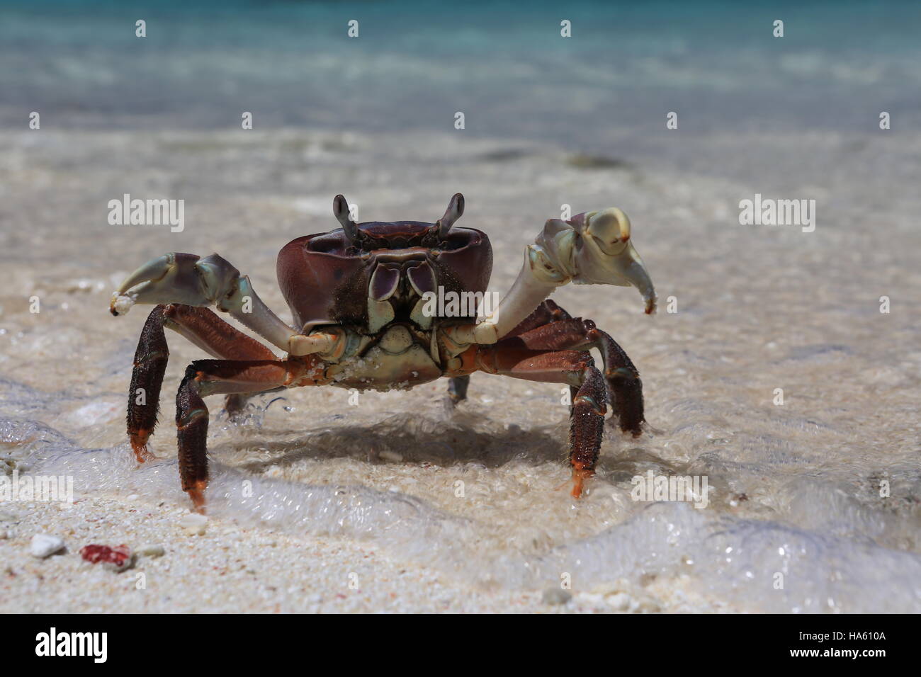 Terra granchio rosso su una spiaggia di sabbia bianca di Natale (Kiritimati) Isola, Kiribati Foto Stock