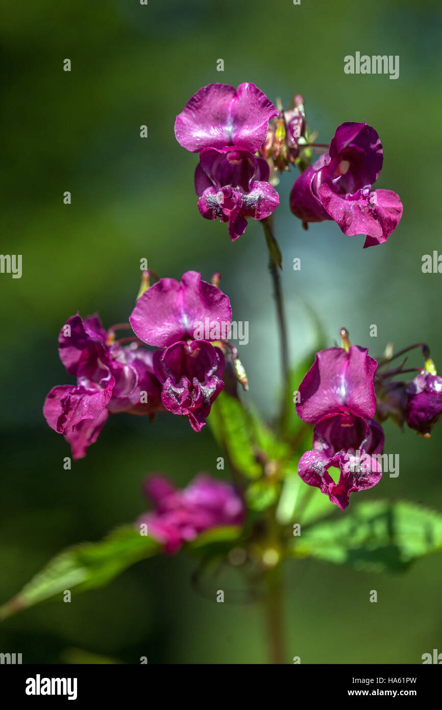 Himalayan balsam fiore Impatiens glandulifera, pianta invasiva Foto Stock