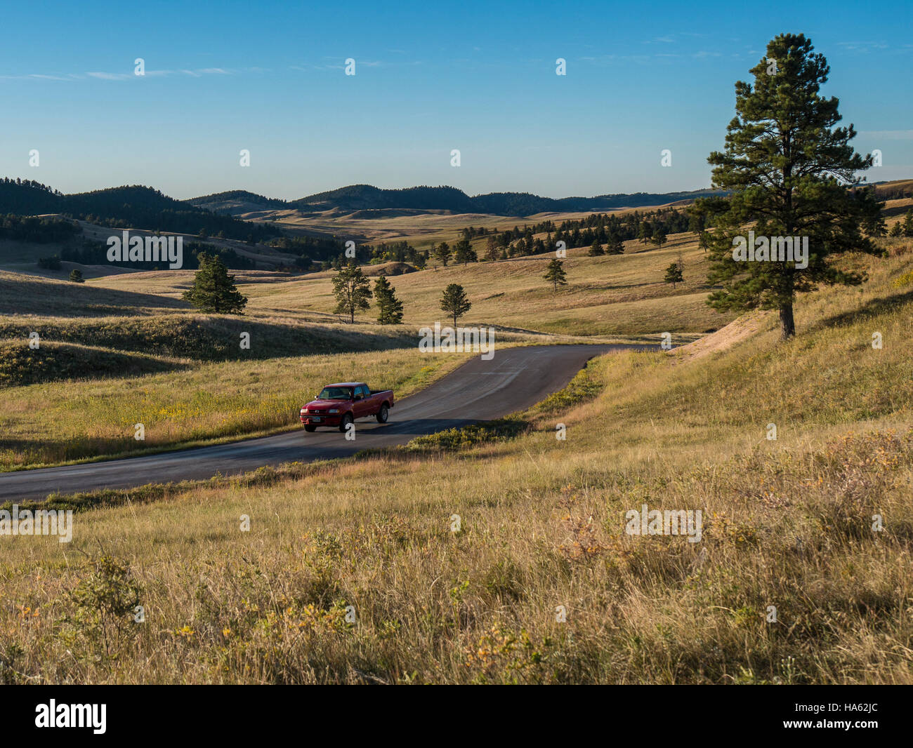 Prairie, rosso camioncino, Early Morning Light, Wildlife Loop Road, Custer State Park, Custer, South Dakota. Foto Stock