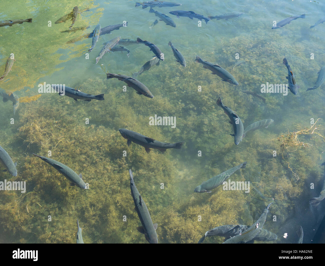 Pesci in laghetto di visualizzazione, D.C. Booth storica National Fish Hatchery, Spearfish, South Dakota. Foto Stock