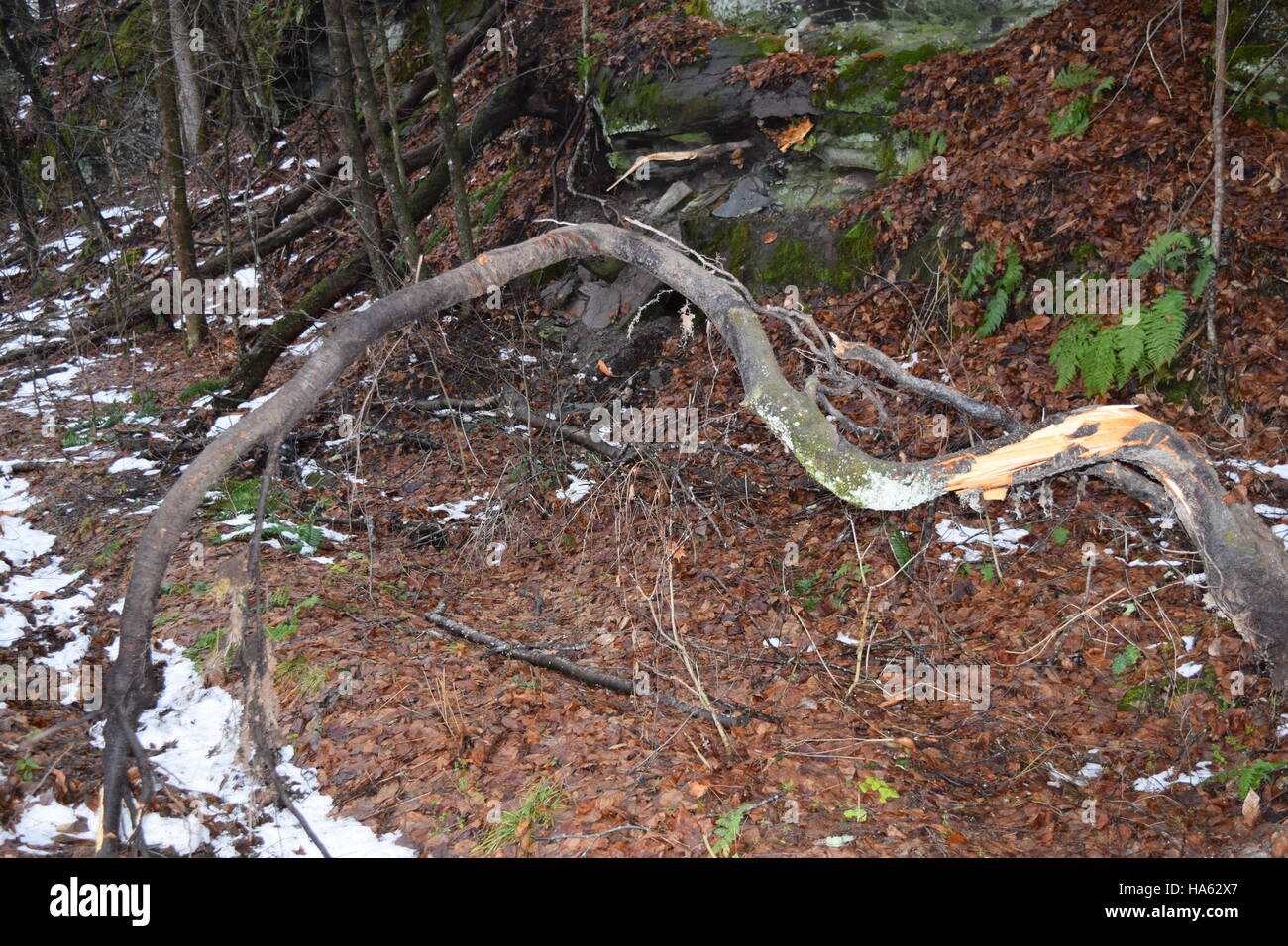 Albero caduto il ramo Foto Stock