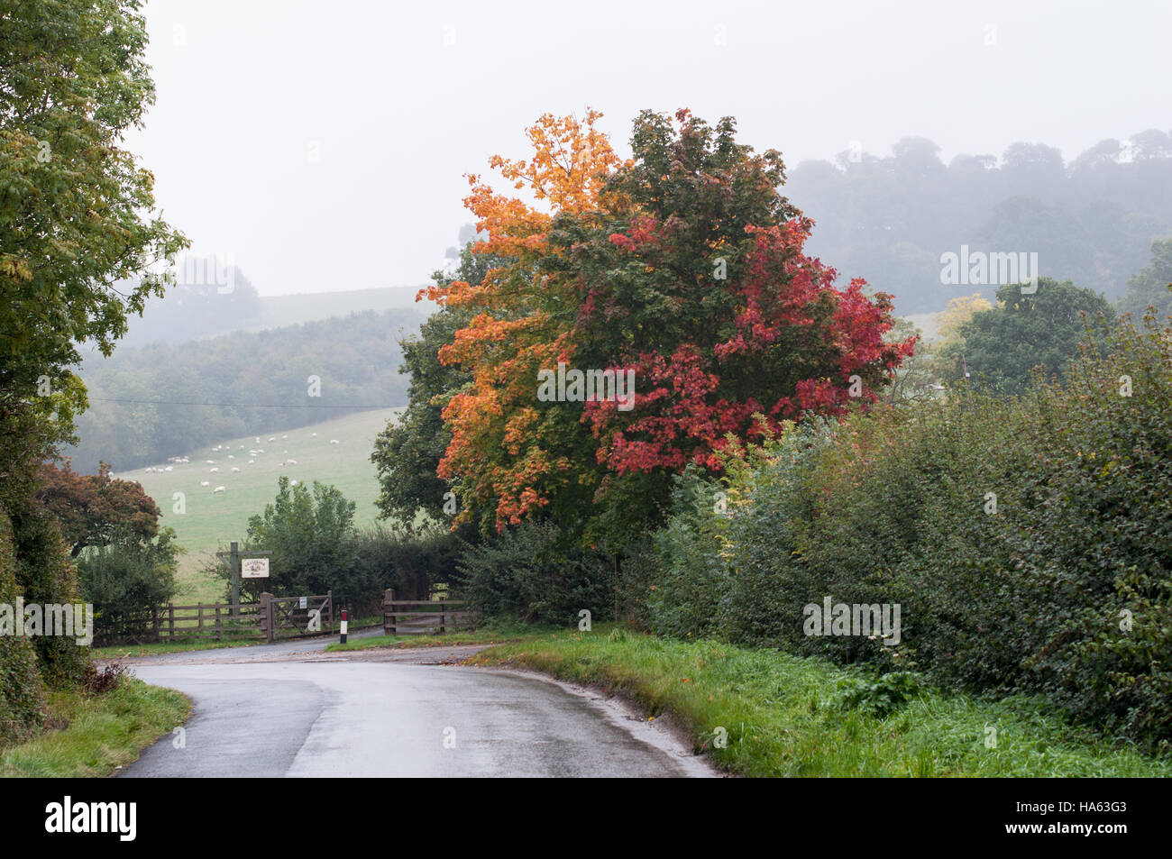 Tipica scena autunnali in Cotswolds corsie con splendidi colori in alberi, pecore nei campi e nebbie sulle colline. Foto Stock