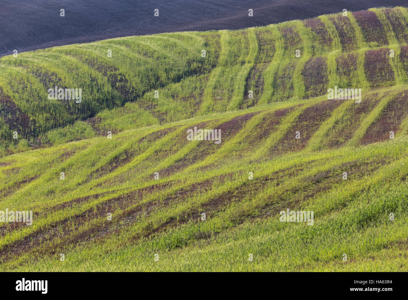 Le linee verdi di erba nei campi vicino a Asciano, Toscana, Italia. Foto Stock