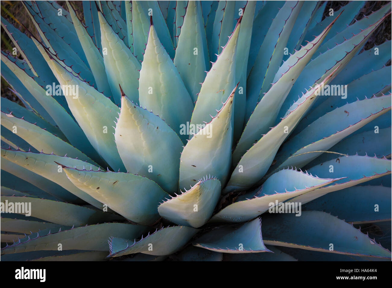 Agave americana, nomi comuni impianto sentry, secolo impianto, maguey, o American aloe, è una specie di pianta flowering in famiglia agavaceae, native t Foto Stock