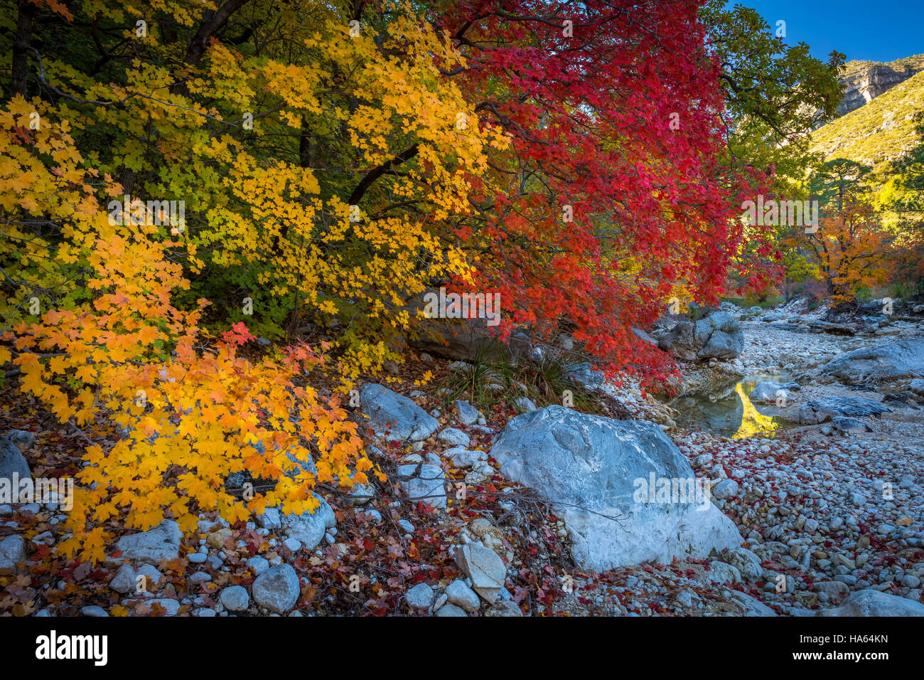 Canyon McKittrick è un canyon panoramico entro il Guadalupe Montagne di West Texas e Eddy County, Nuovo Messico. Le ripide pareti torreggianti di McKittrick Foto Stock